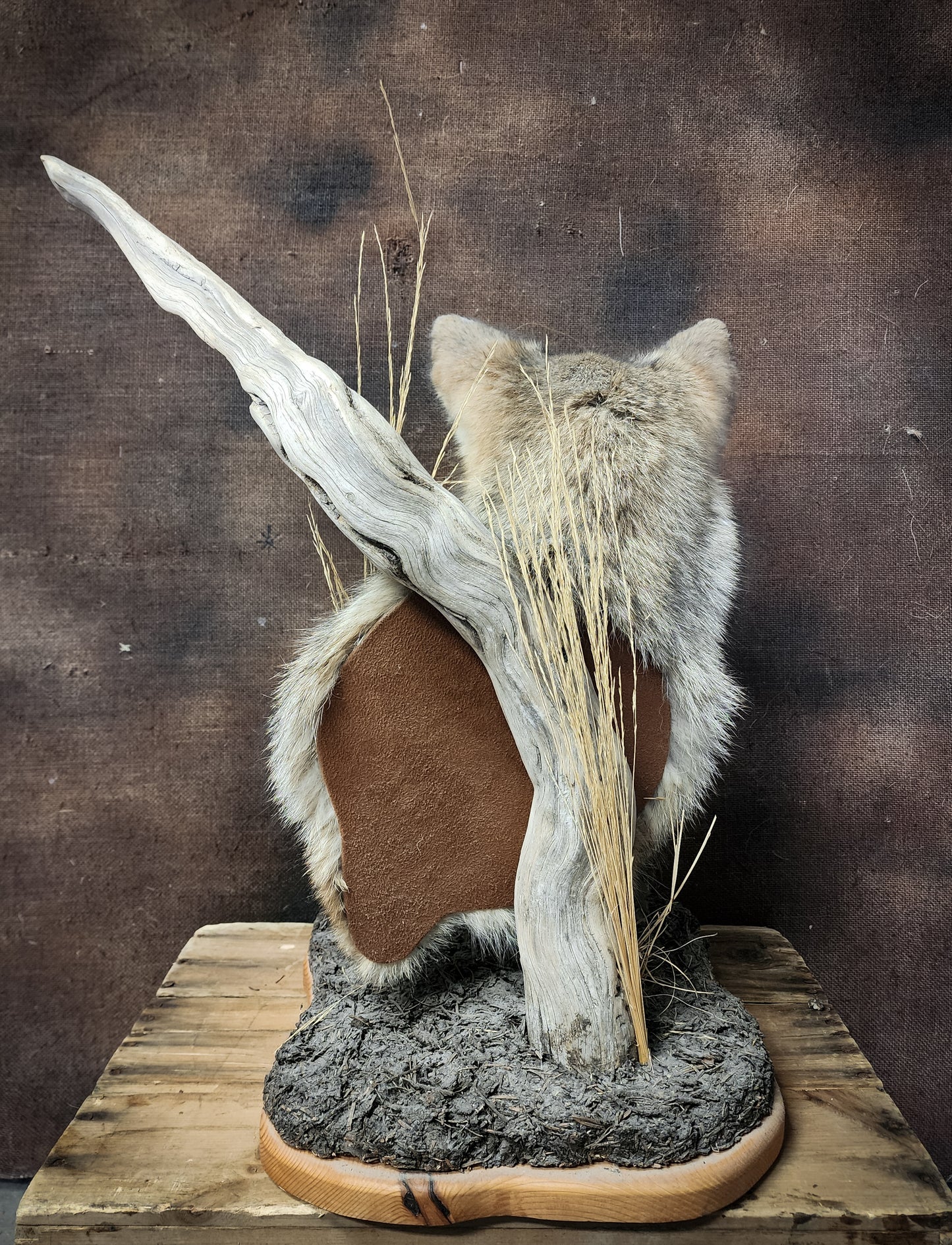 Coyote Shoulder Mount