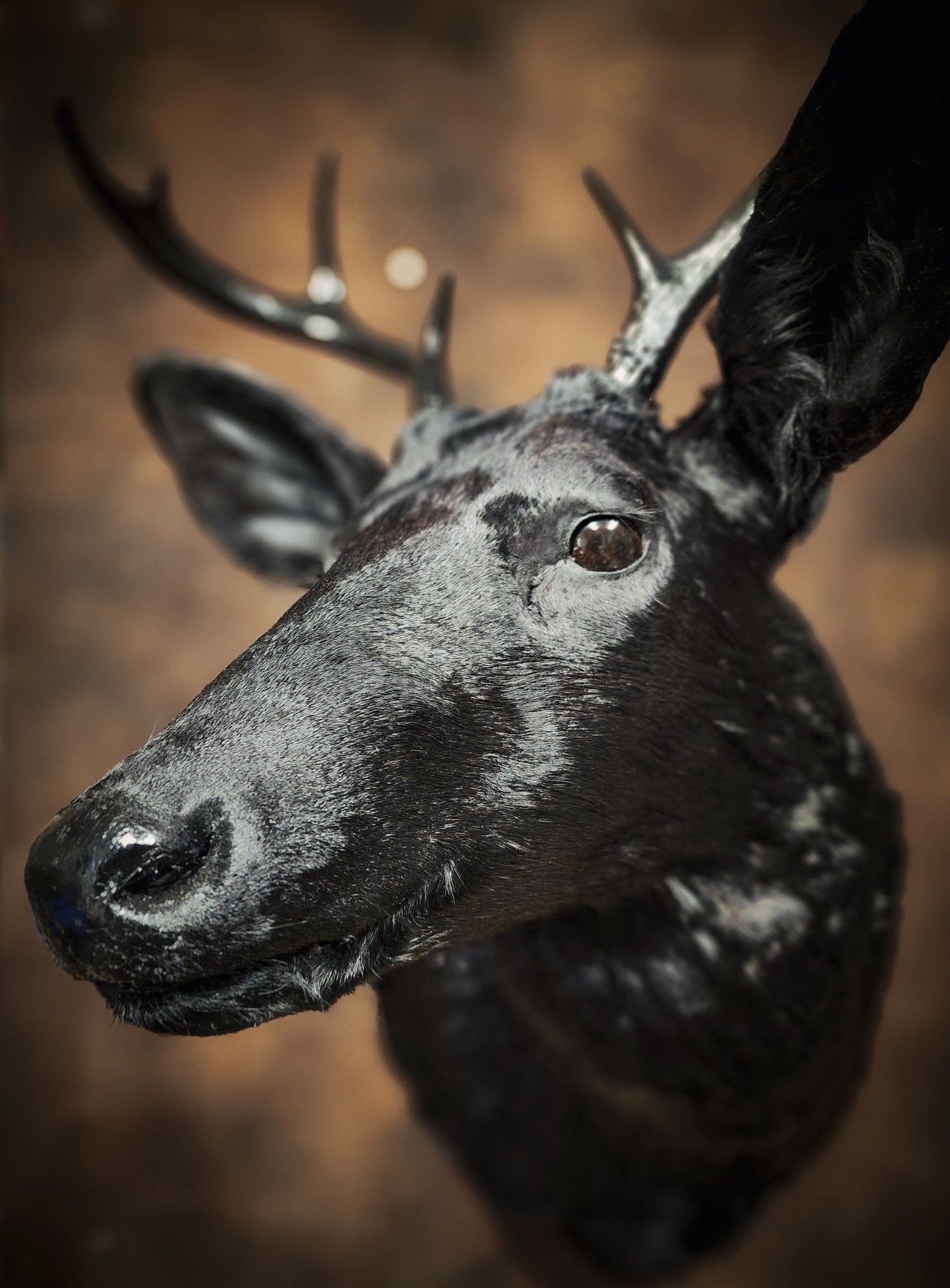 Black Deer Taxidermy Mount