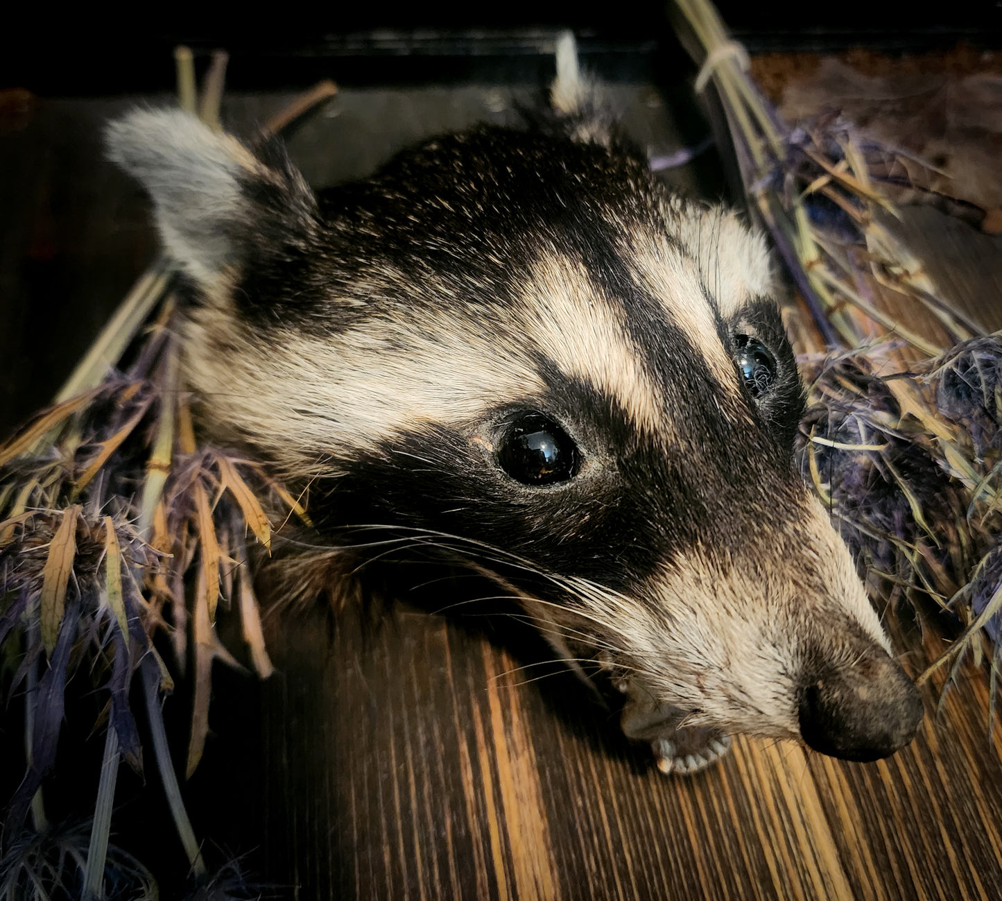 Mummified Raccoon Head
