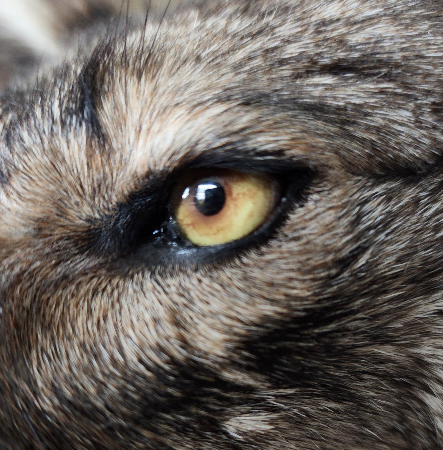 Coyote Shoulder Mount