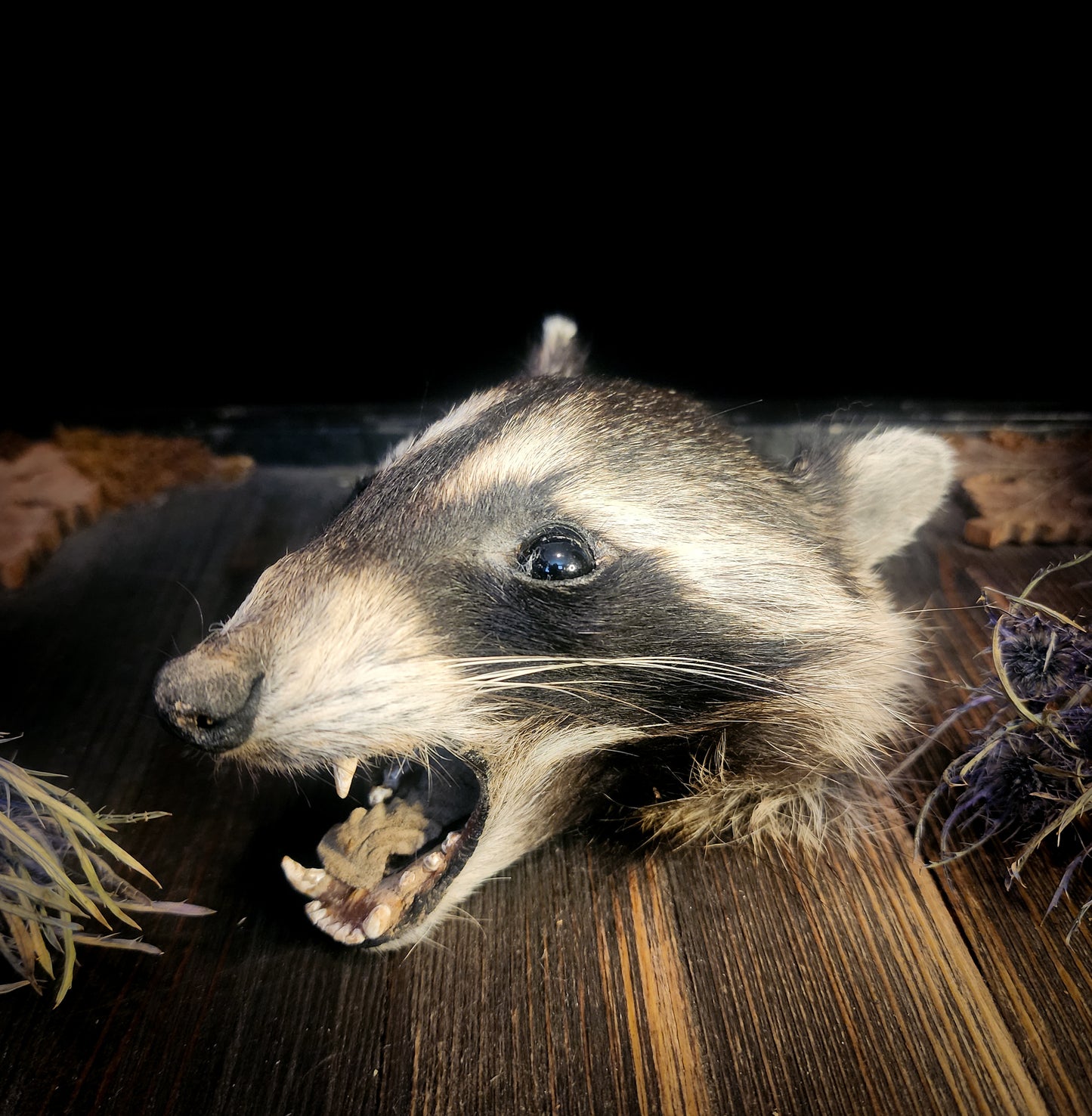 Mummified Raccoon Head