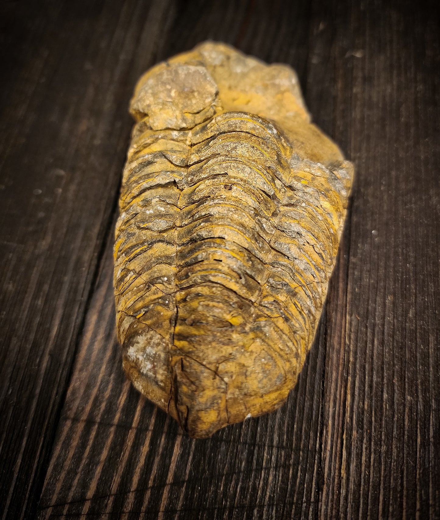 Trilobite Fossil