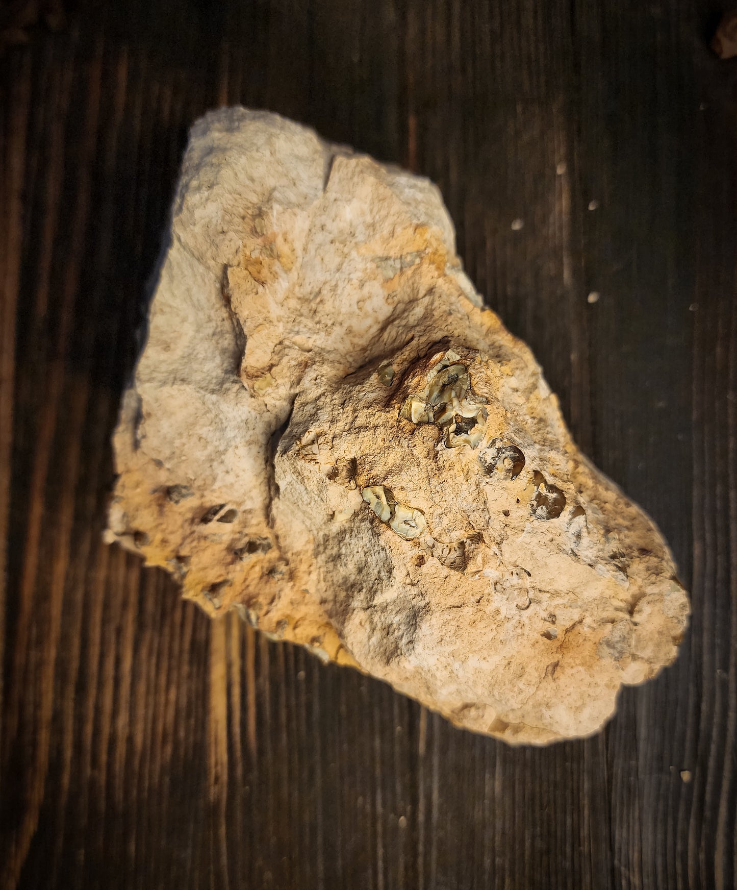 Fossilized Oreodont Partial Skull