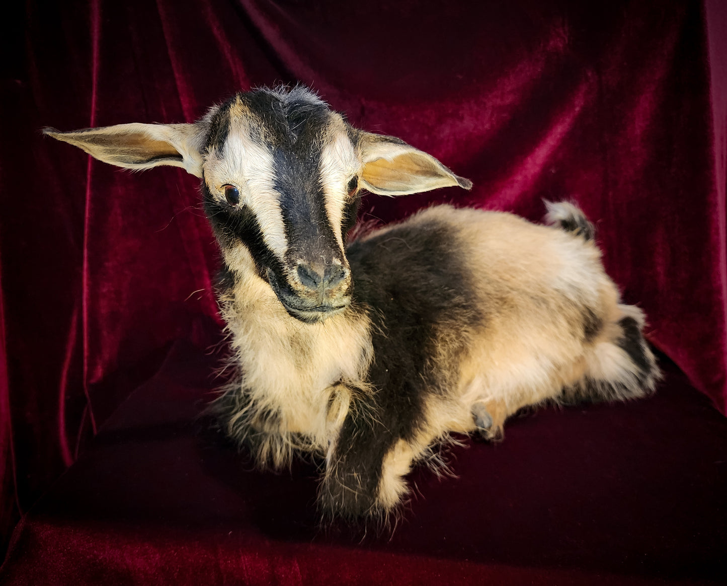 Full Body Baby Goat Taxidermy Mount