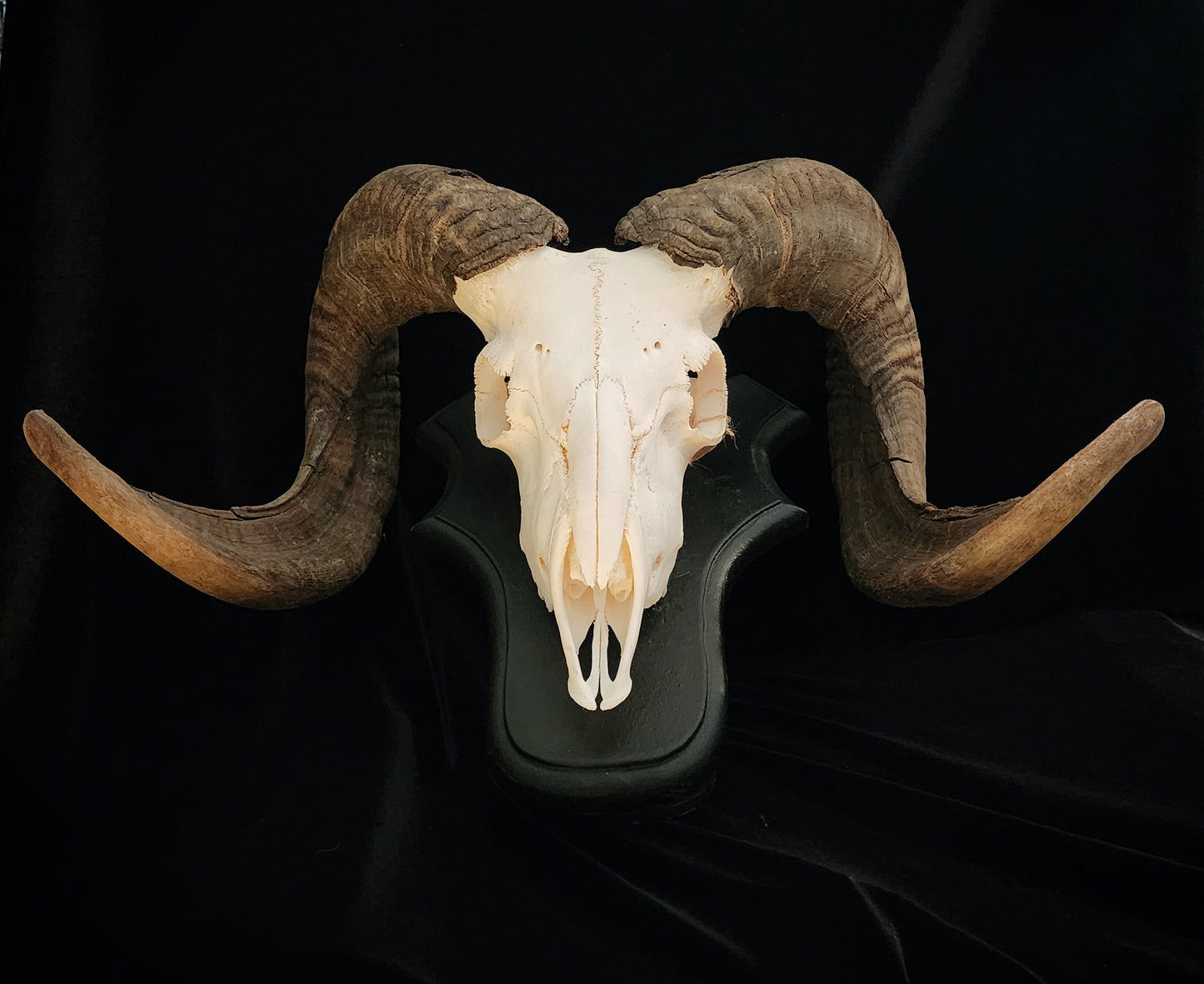 Ram Skull On Custom Black Wooden Stand