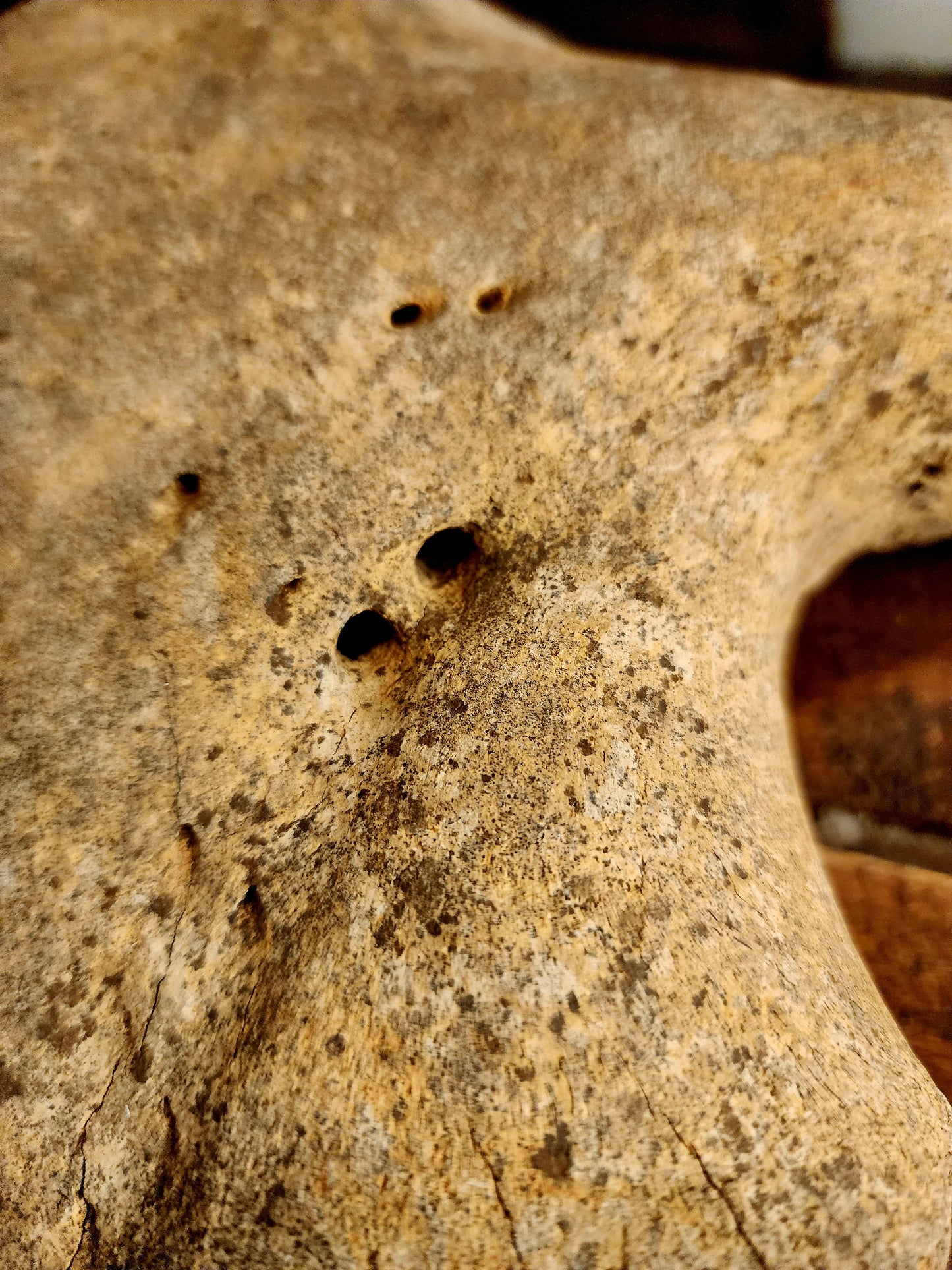 Fossilized Bison Skull Cap
