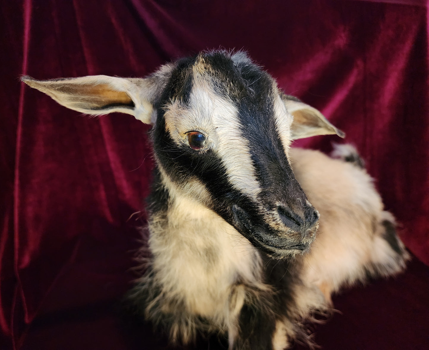 Full Body Baby Goat Taxidermy Mount