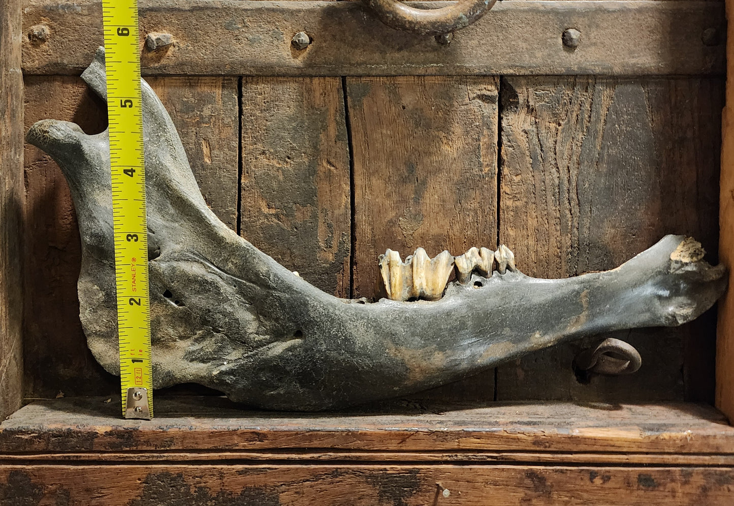 Fossilized Bison Mandible