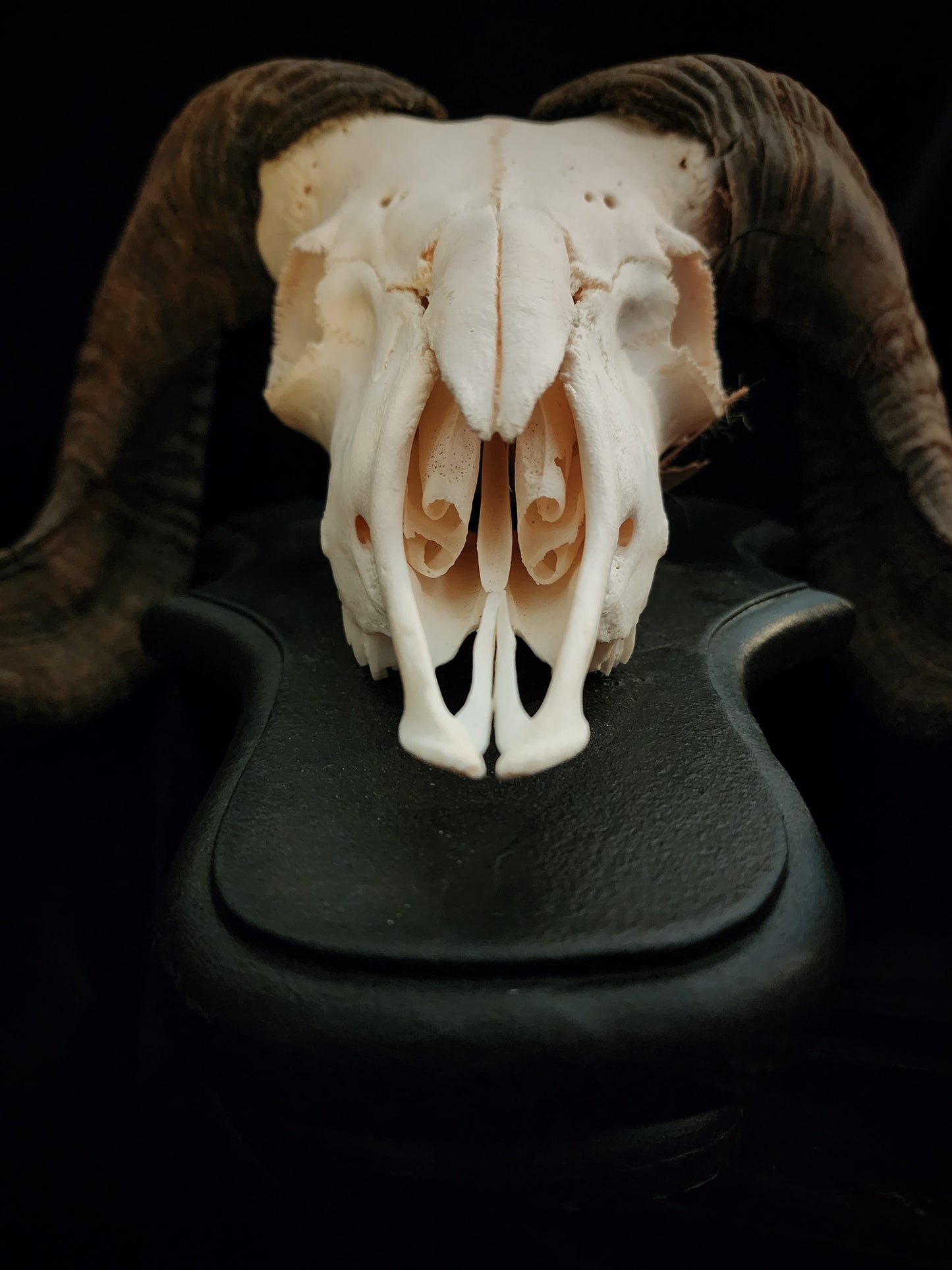 Ram Skull On Custom Black Wooden Stand