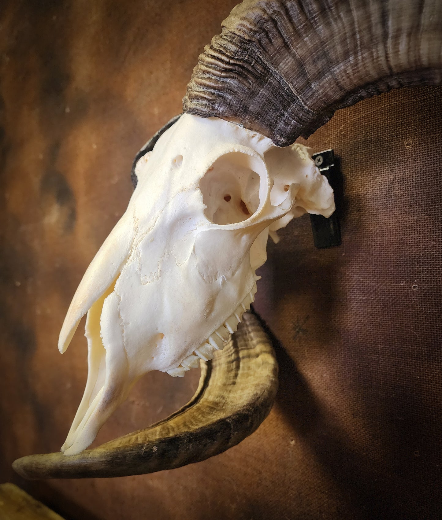 Unusual Ram Skull, Real Bone/Horns
