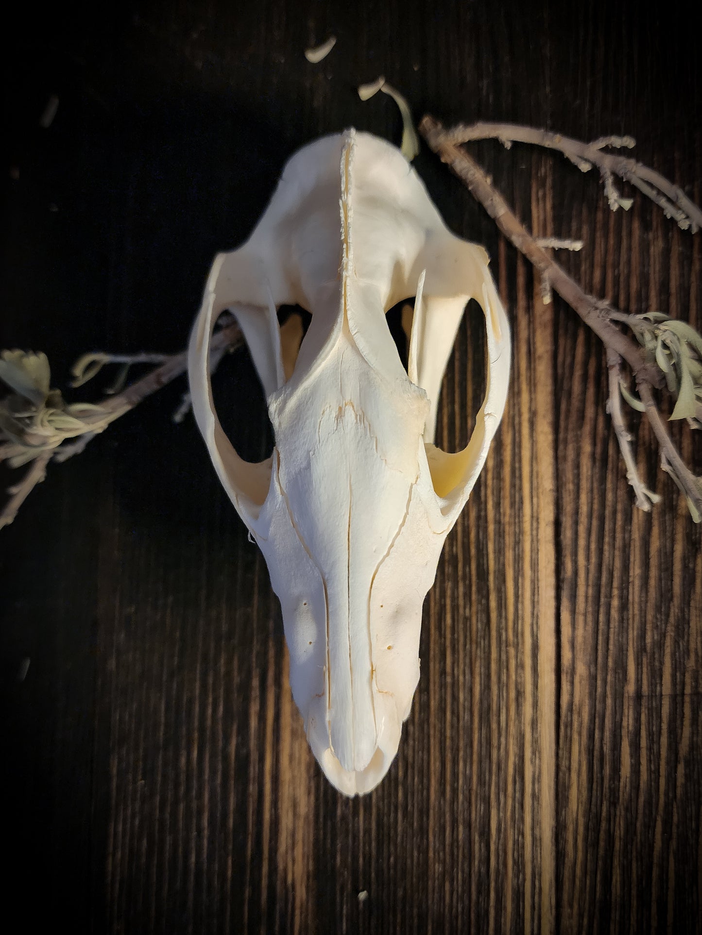 Opposum Skull, Real Bone