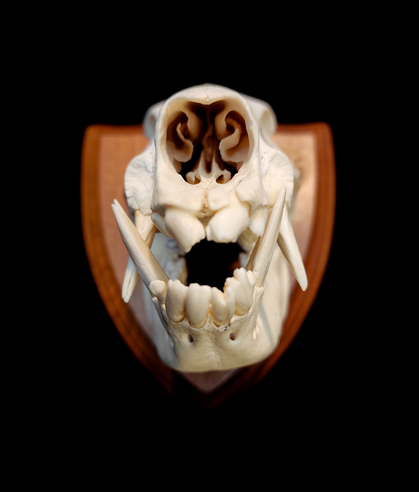 Javelina Skull Mount, Real Bone