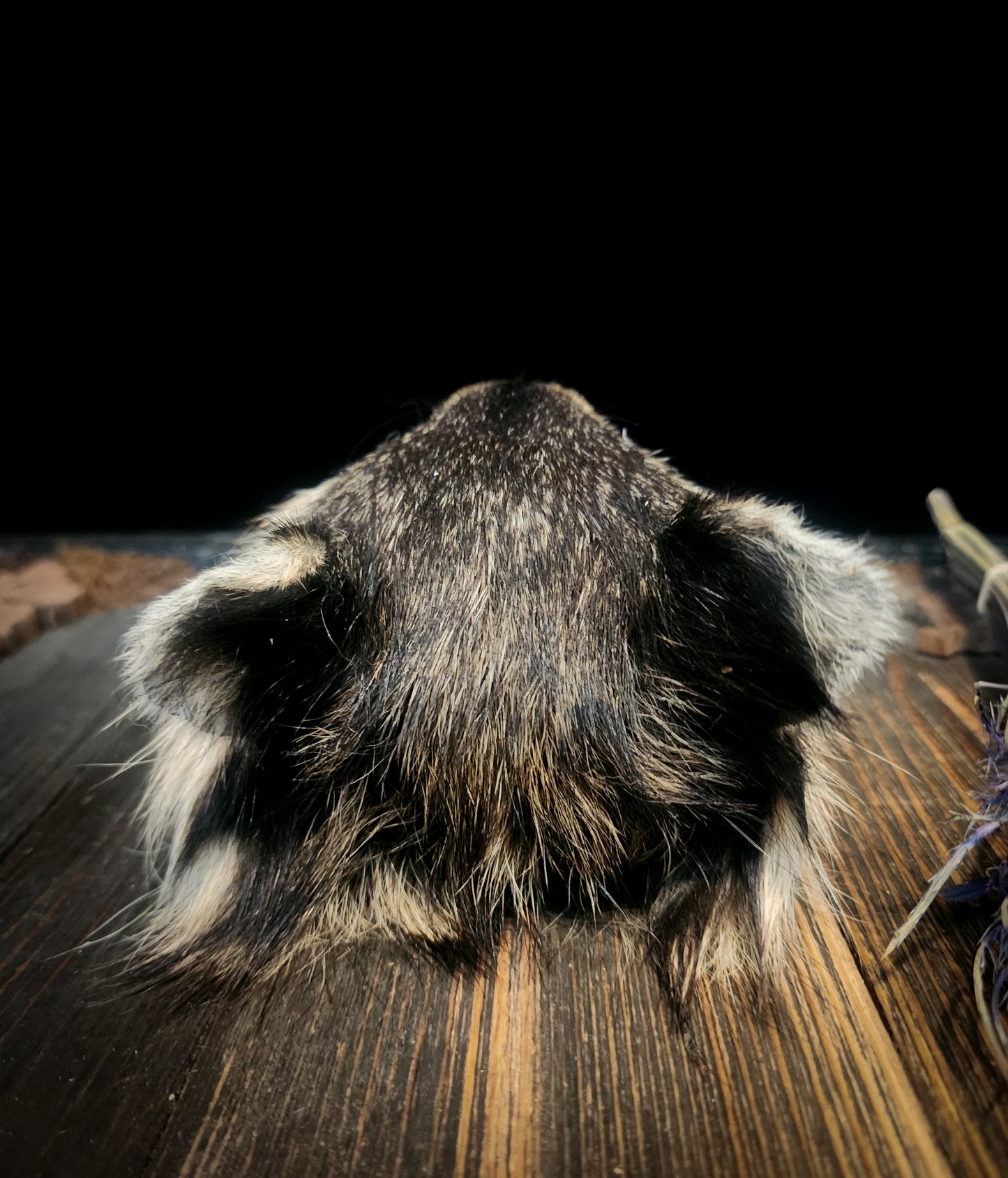 Mummified Raccoon Head