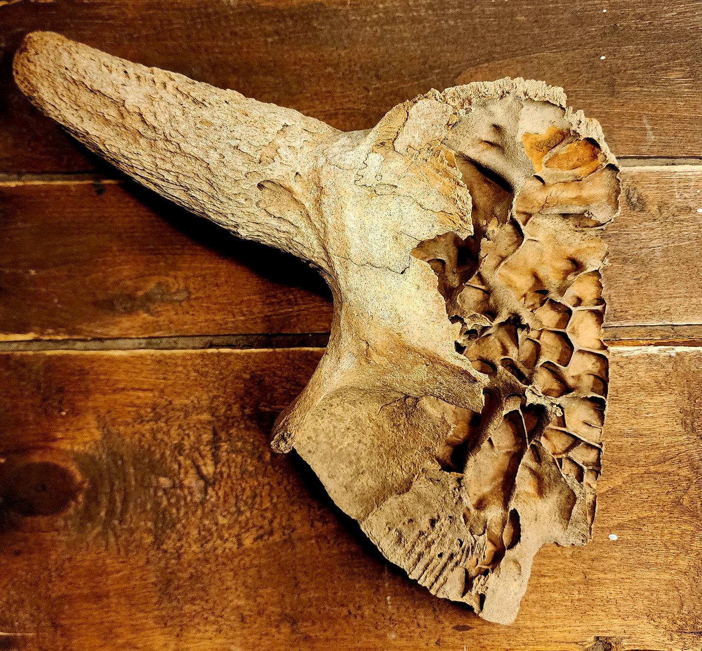 Fossilized Bison Skull Cap