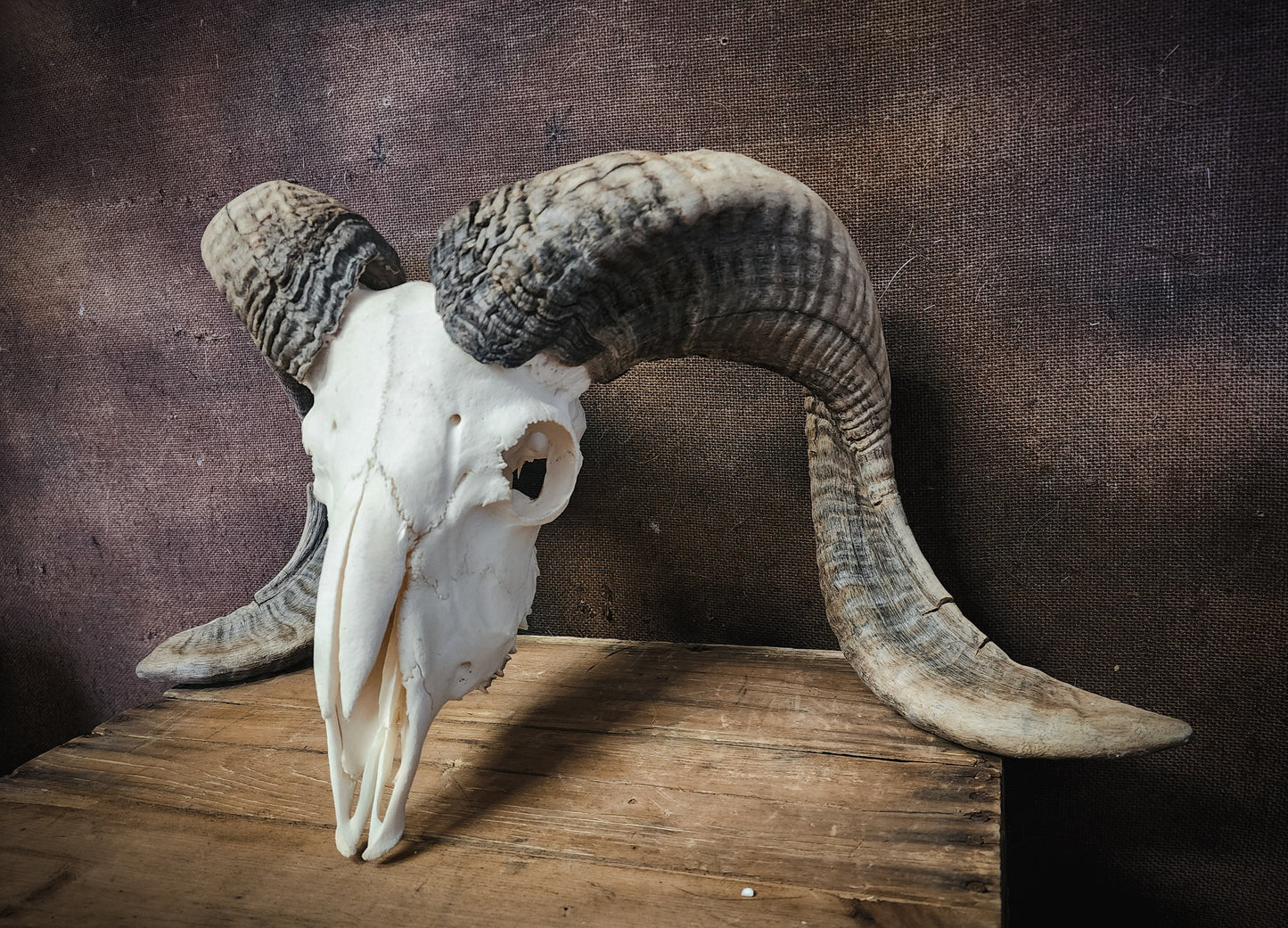 Authentic Ram Skull
