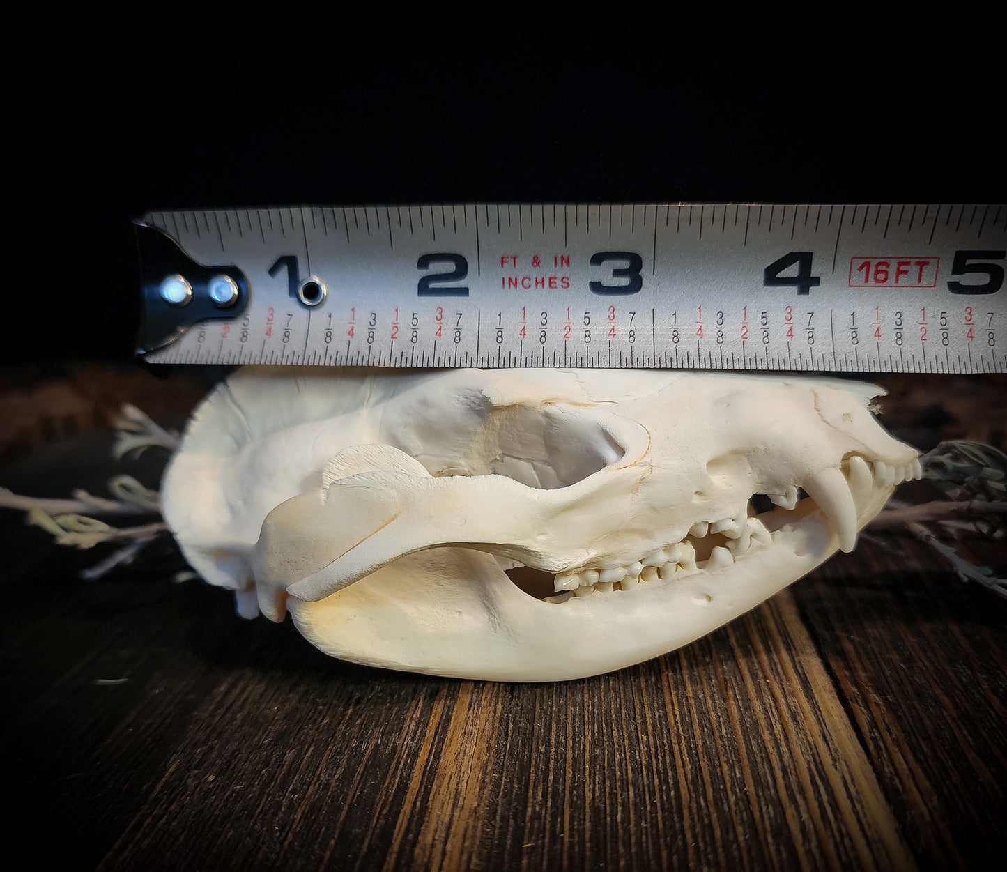 Opposum Skull, Real Bone
