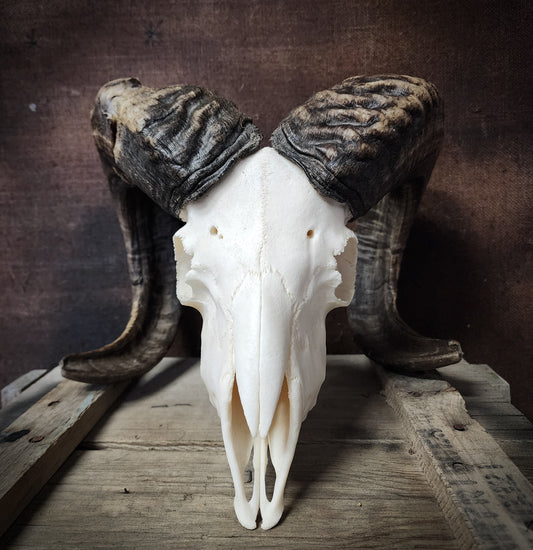 Authentic Ram Skull