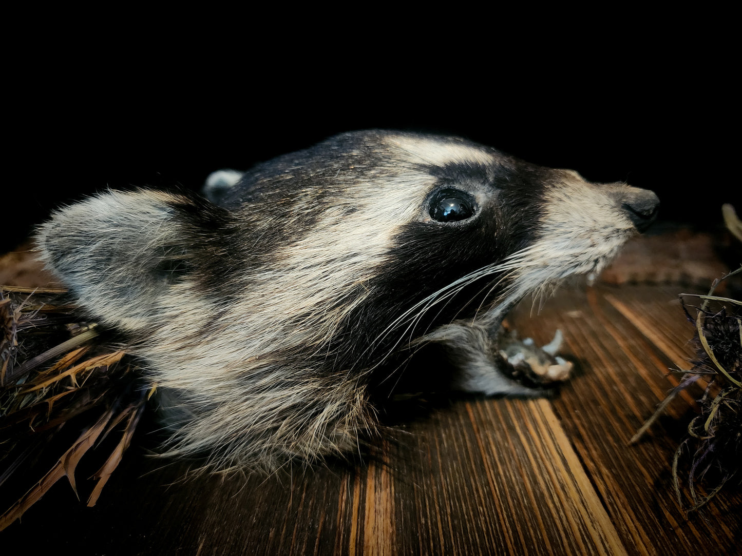 Mummified Raccoon Head