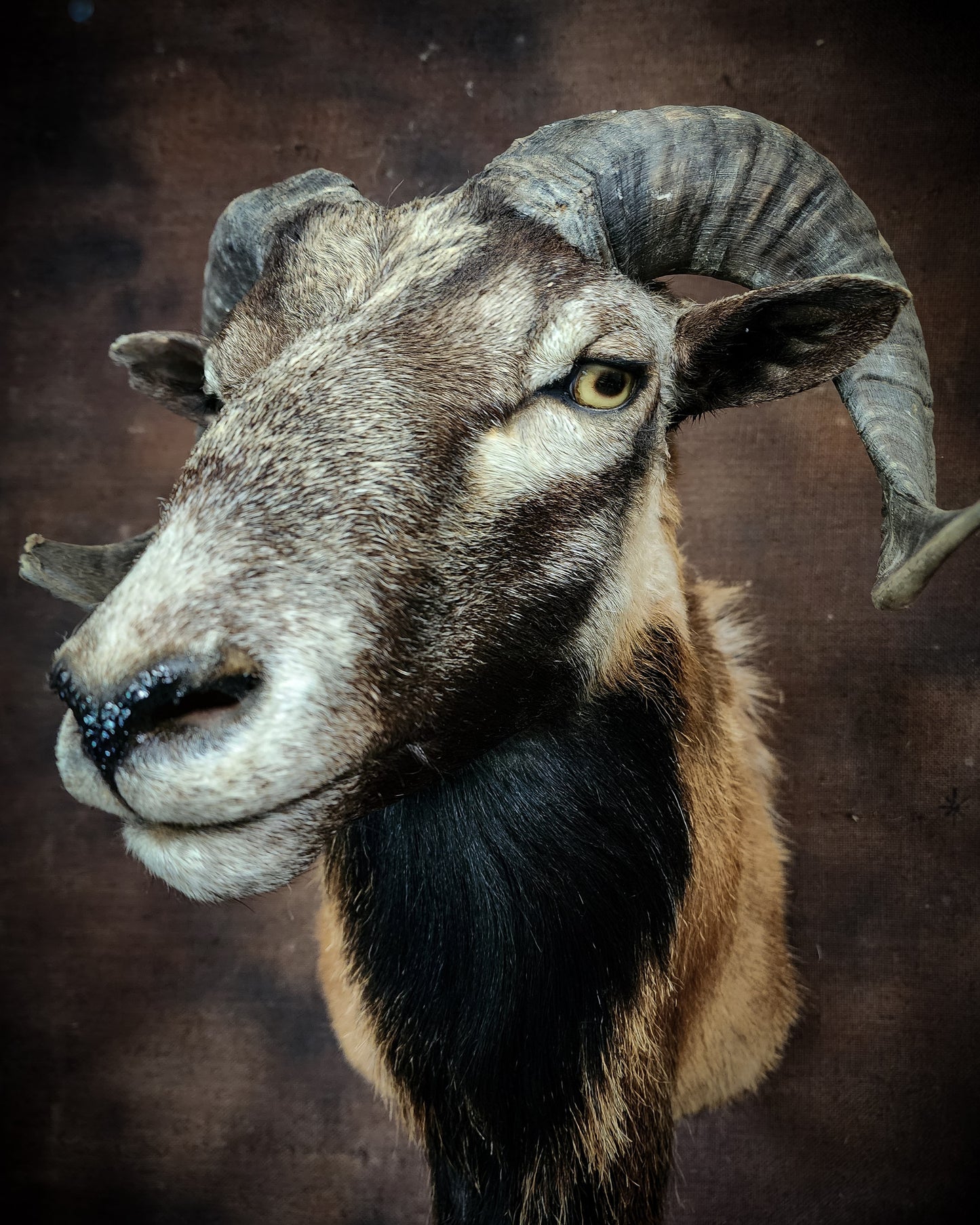 Ram Taxidermy Shoulder Mount