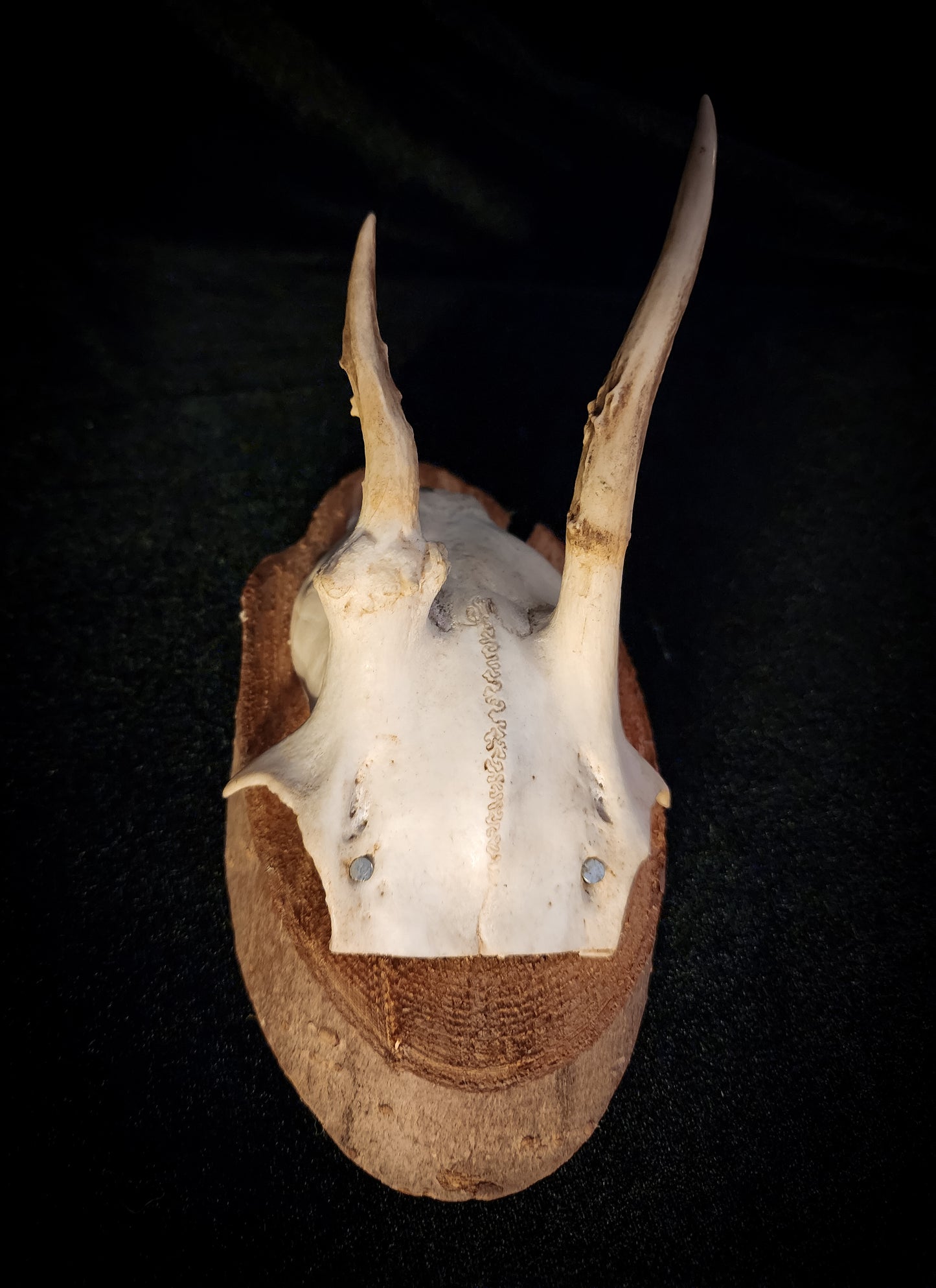 Three Vintage Roe Deer Antler Plaques