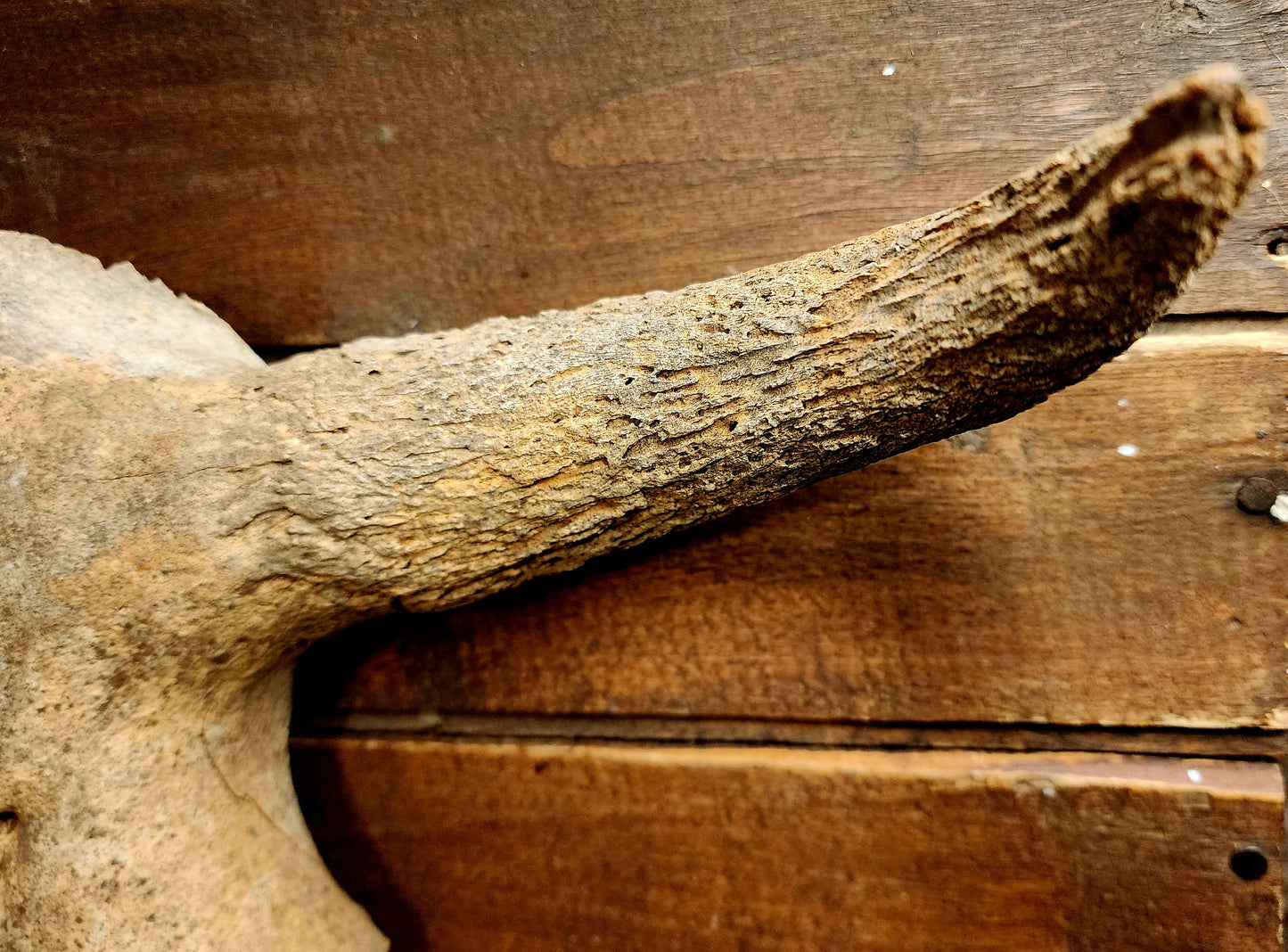 Fossilized Bison Skull Cap