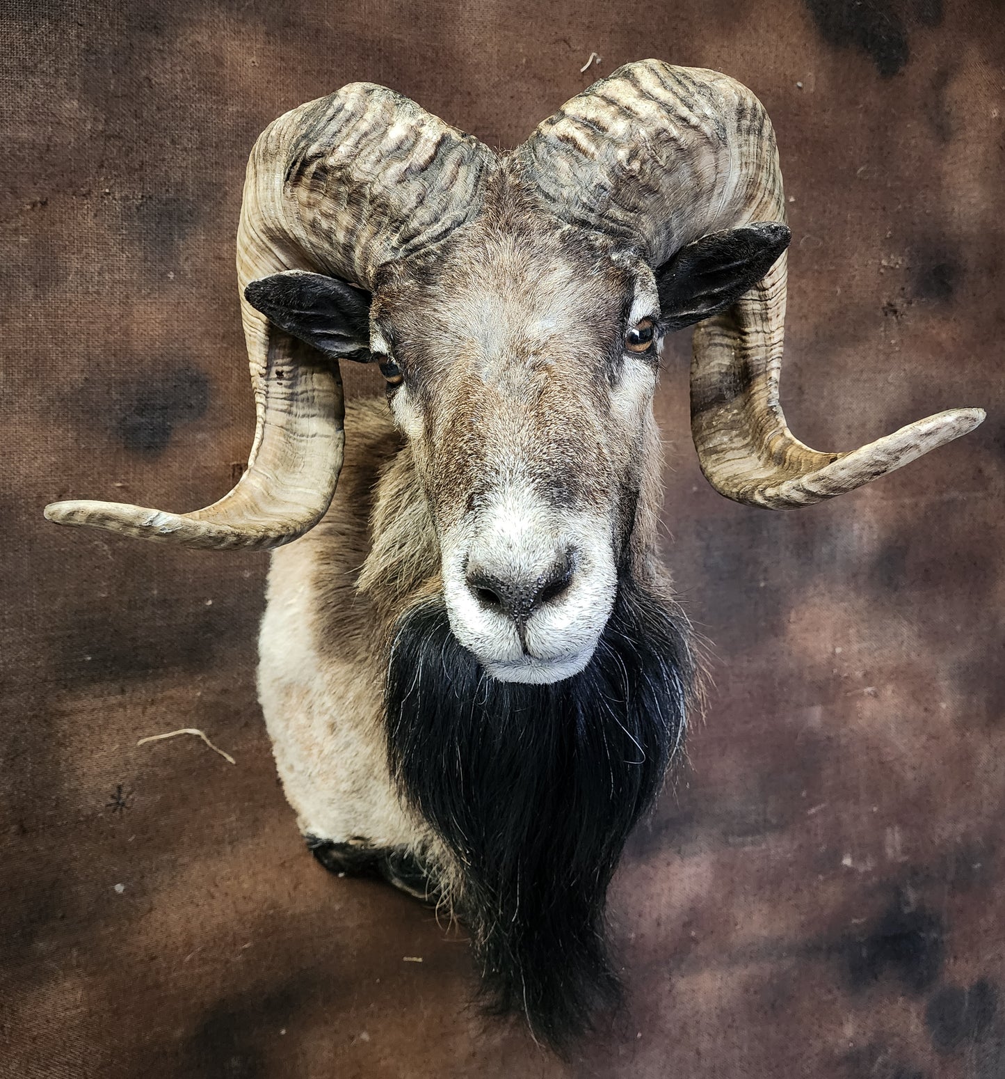 Taxidermy Ram Shoulder Mount
