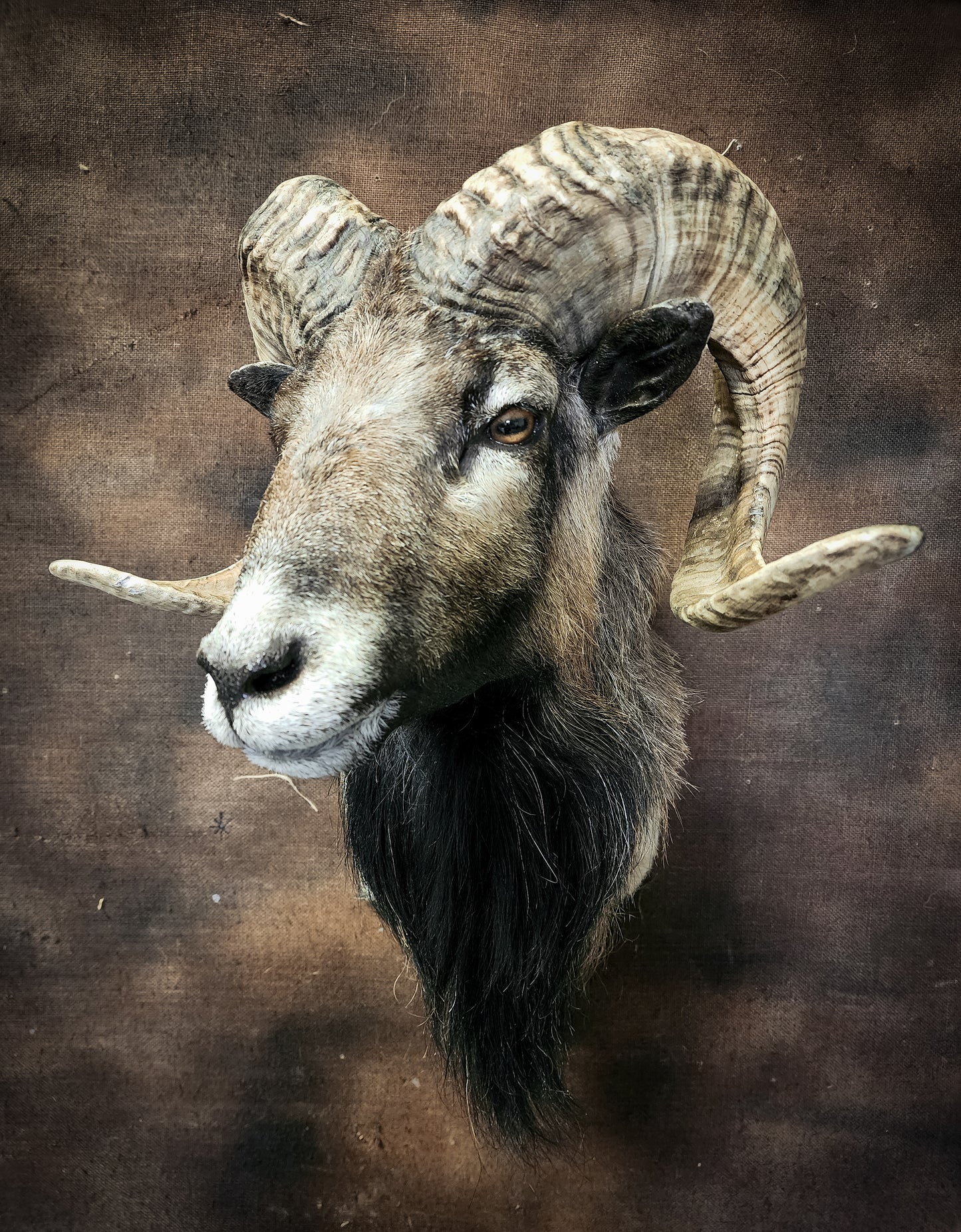 Taxidermy Ram Shoulder Mount