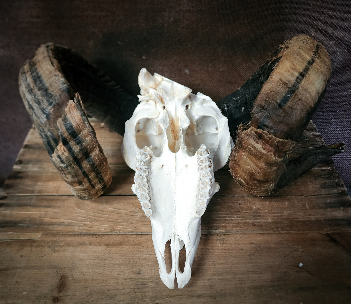 Authentic Ram Skull