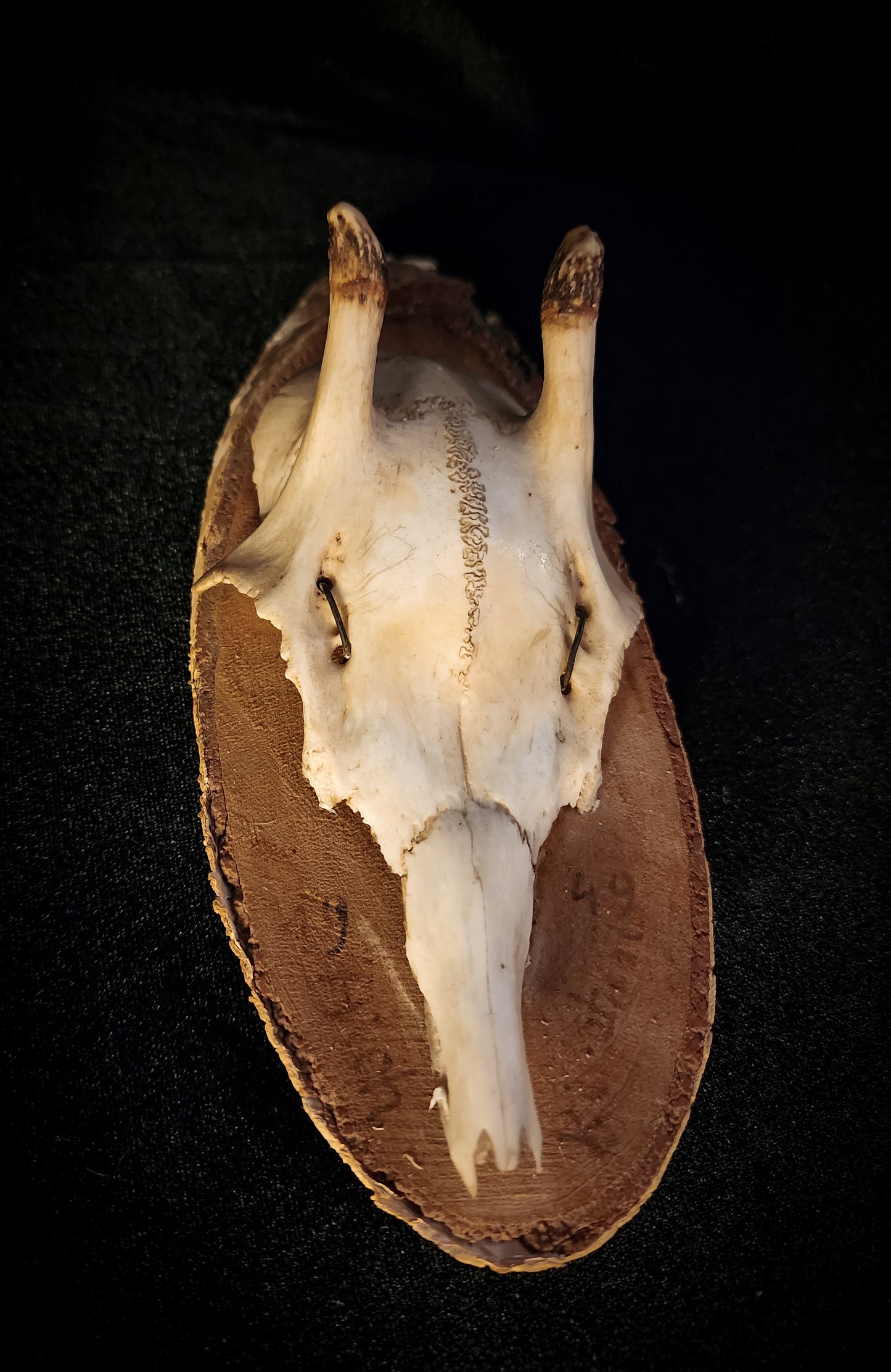 Three Vintage Roe Deer Antler Plaques