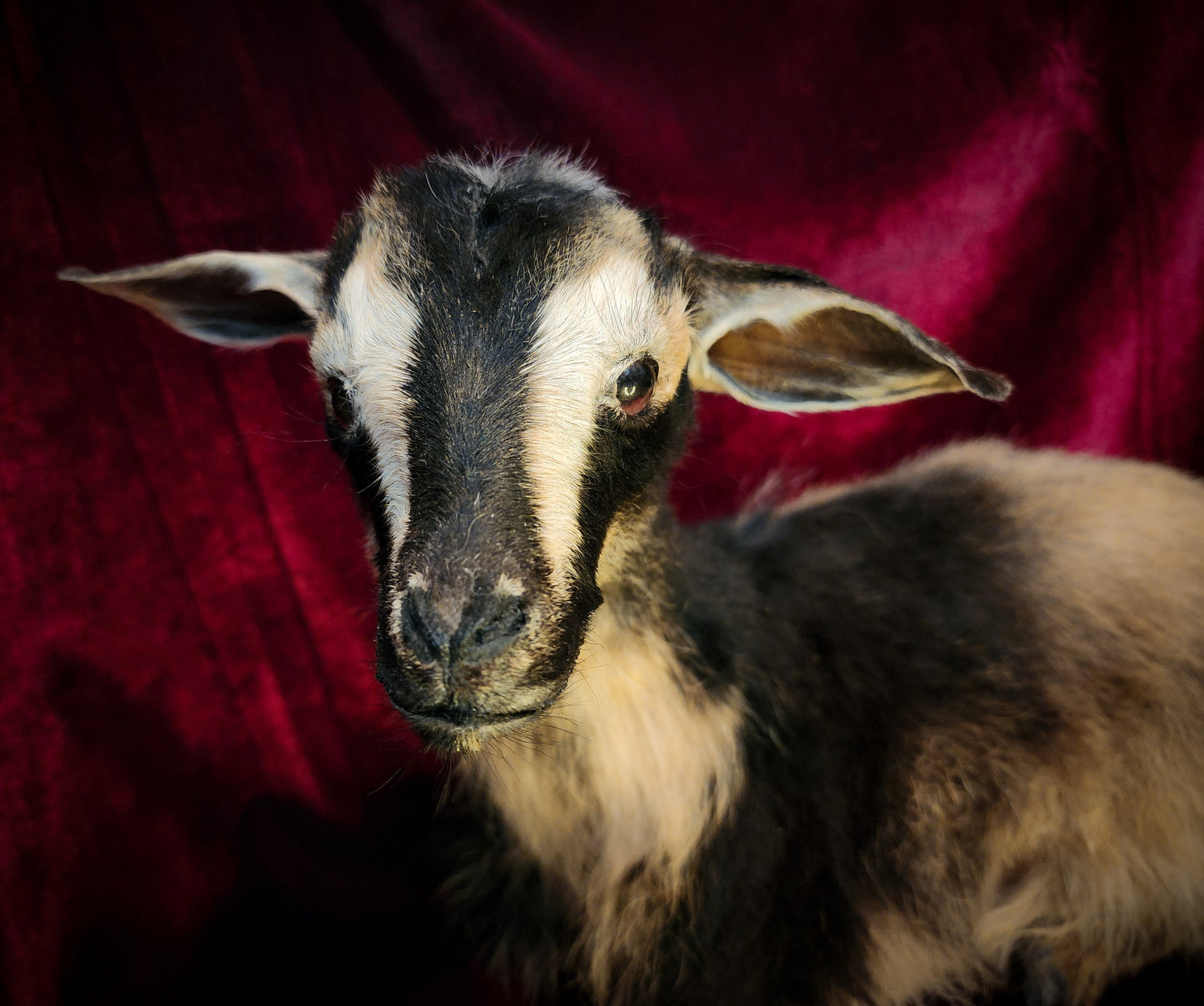 Full Body Baby Goat Taxidermy Mount