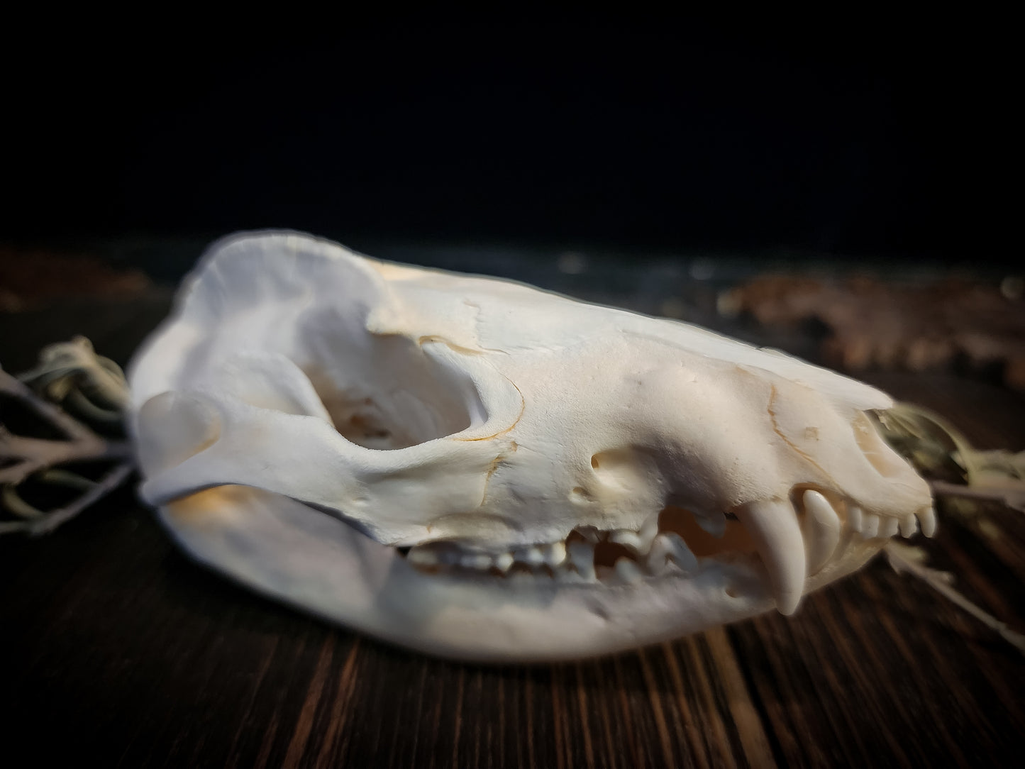 Opposum Skull, Real Bone