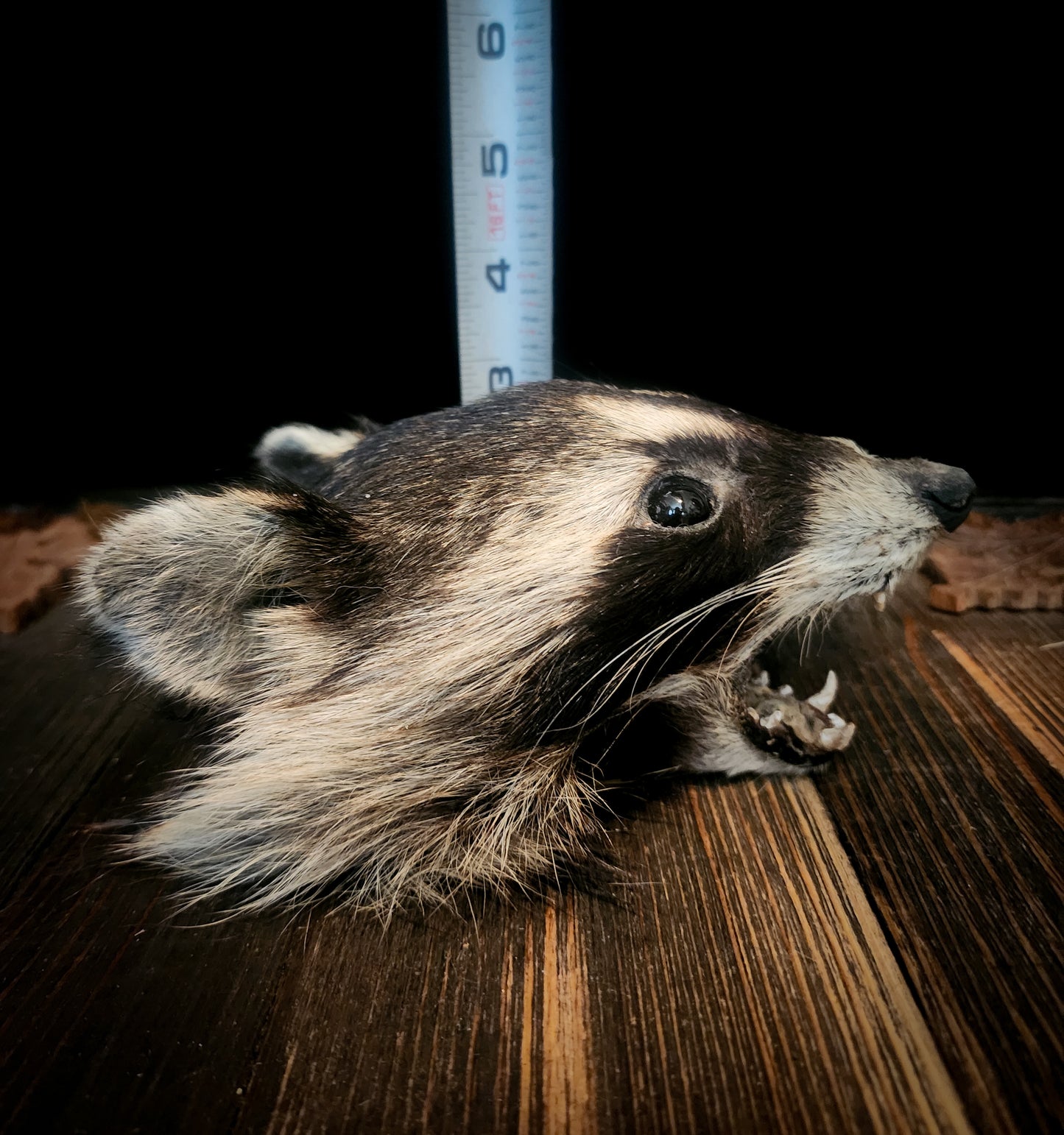 Mummified Raccoon Head