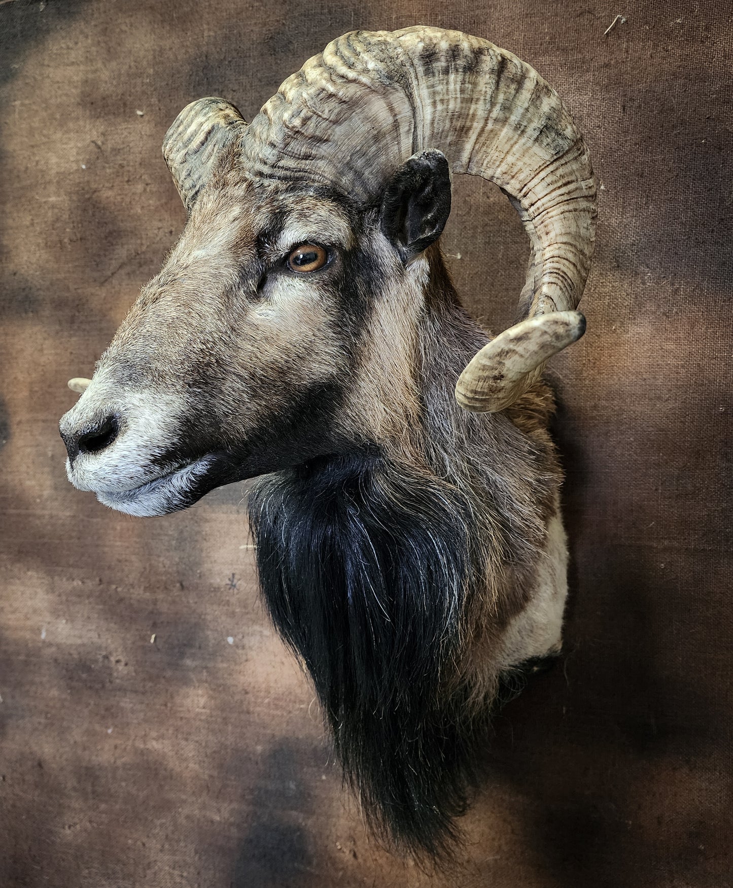 Taxidermy Ram Shoulder Mount