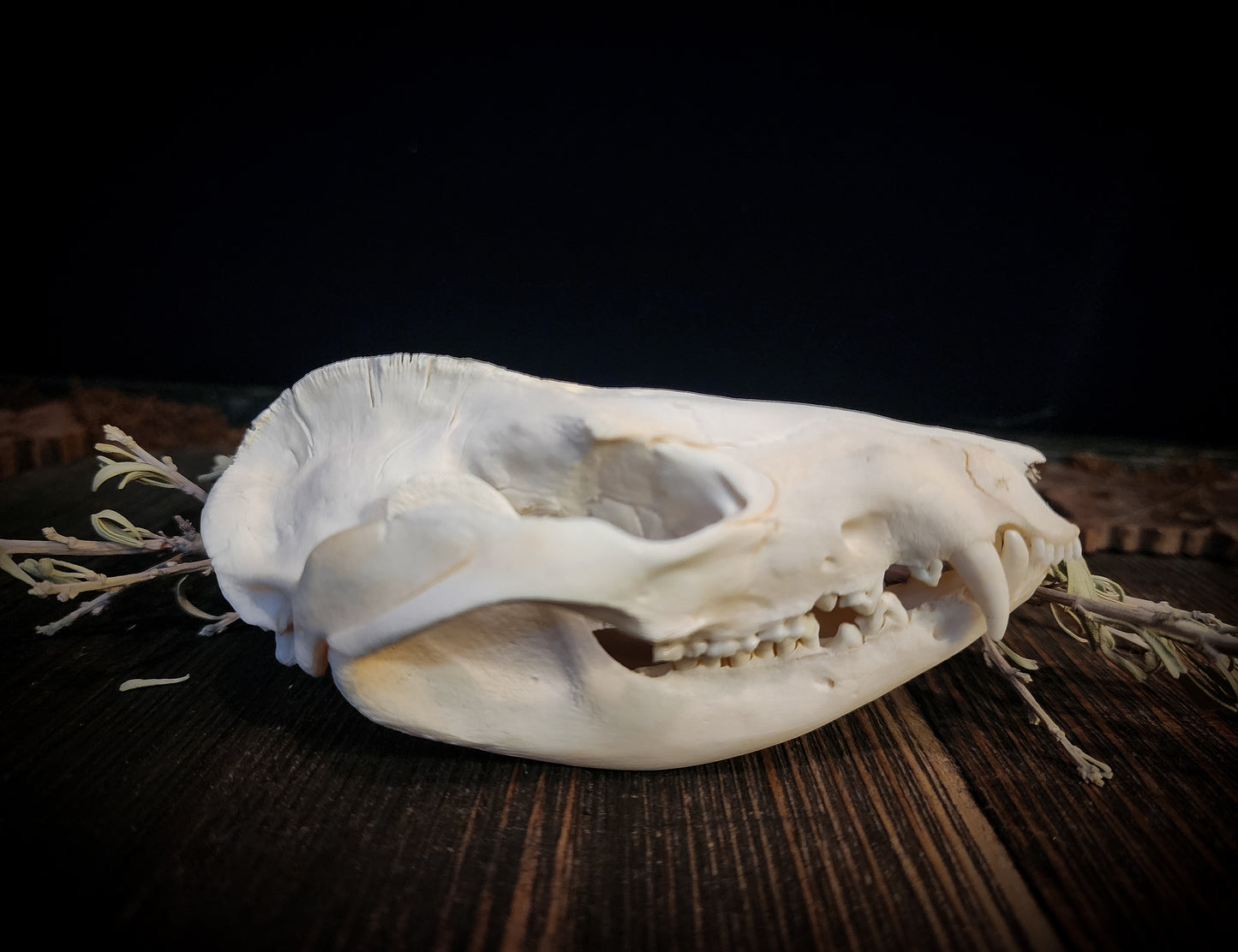 Opposum Skull, Real Bone