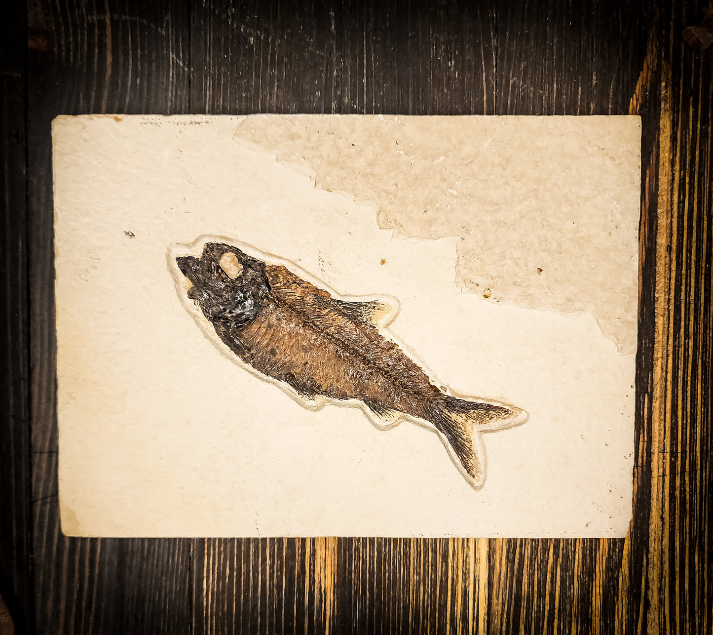 50-Million-Year-Old Knightia Eocaena Fish Fossil
