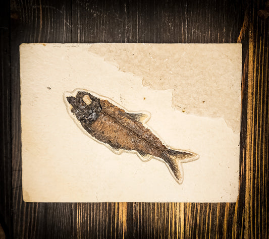 50-Million-Year-Old Knightia Eocaena Fish Fossil