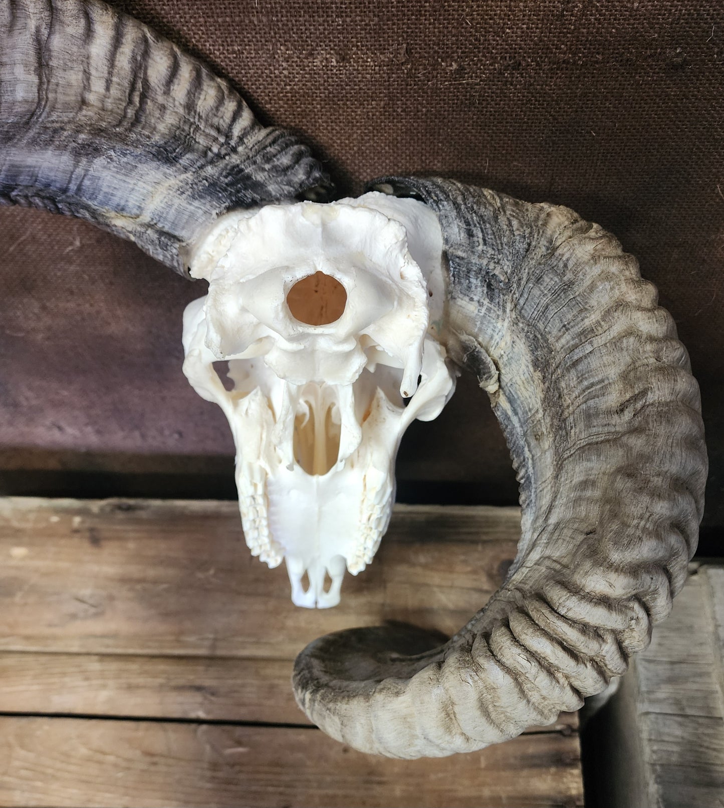 Unusual Ram Skull, Real Bone/Horns