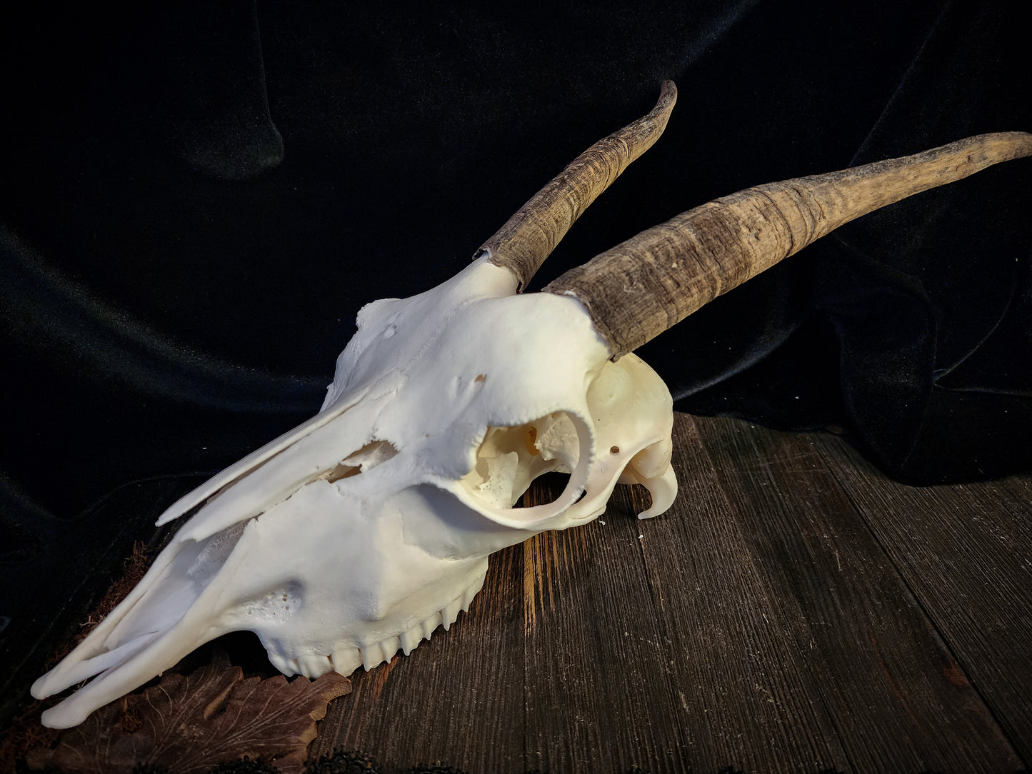 Goat Skull, Real Bone