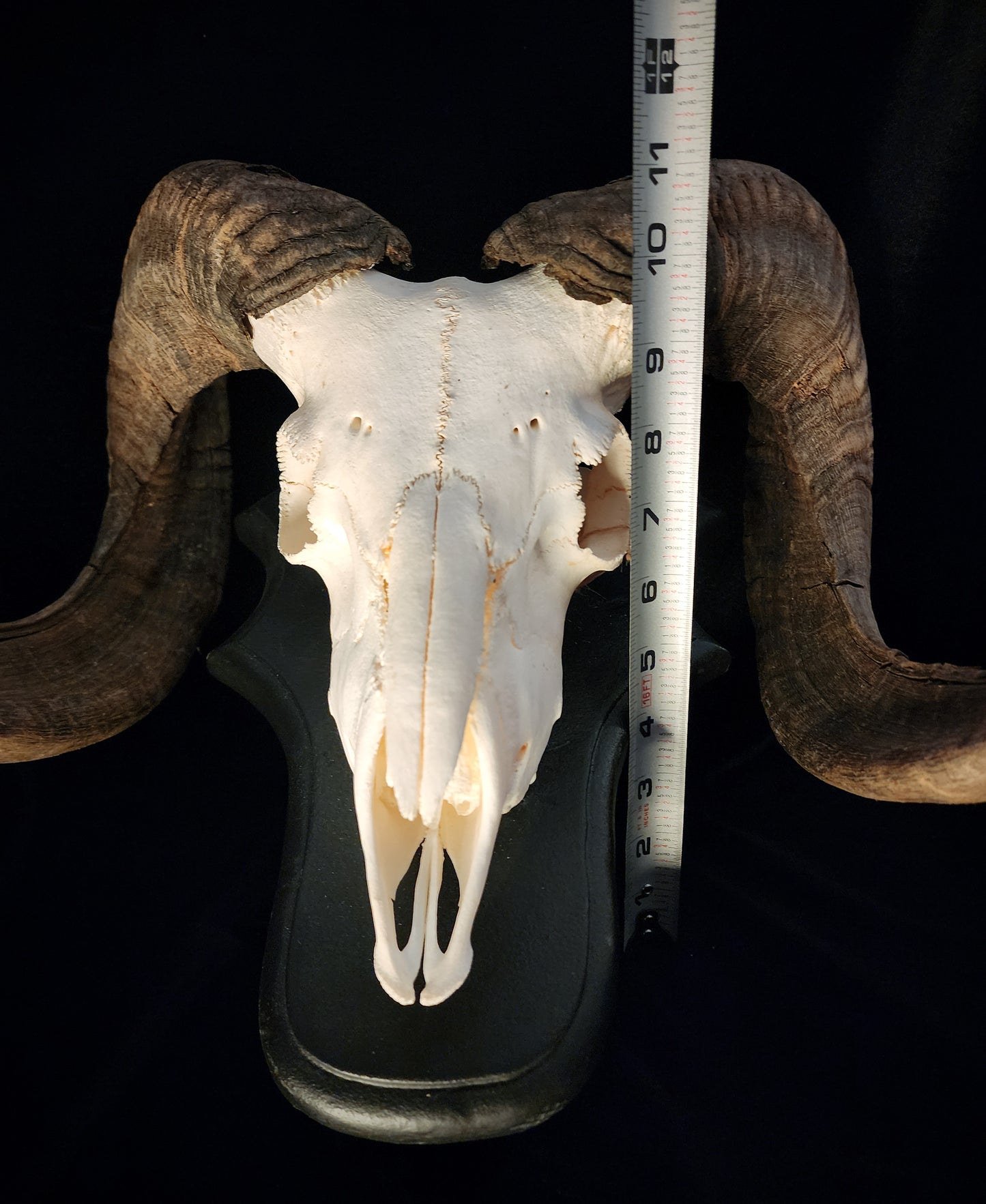Ram Skull On Custom Black Wooden Stand