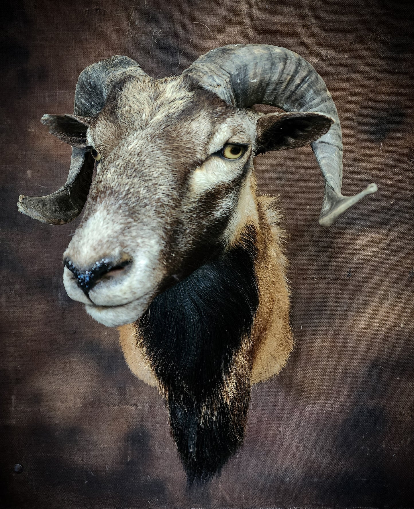 Ram Taxidermy Shoulder Mount