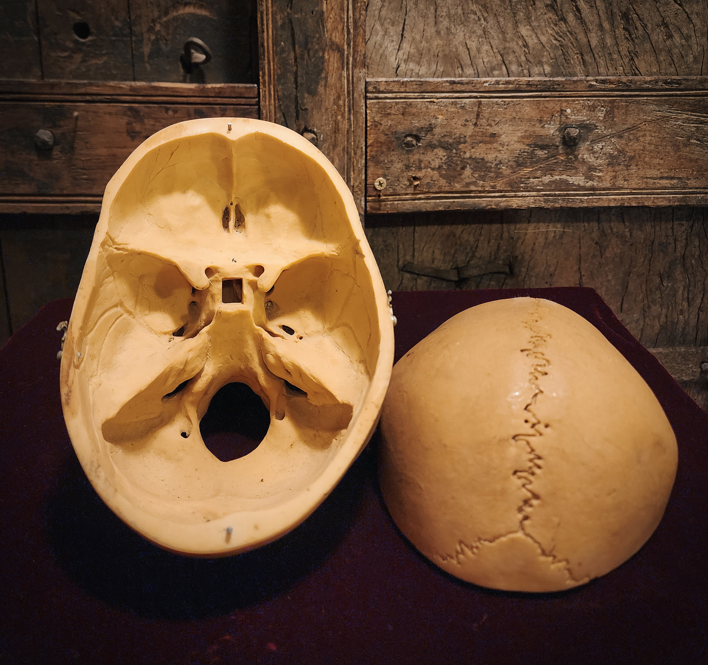 Vintage Replica Medical Skull Model