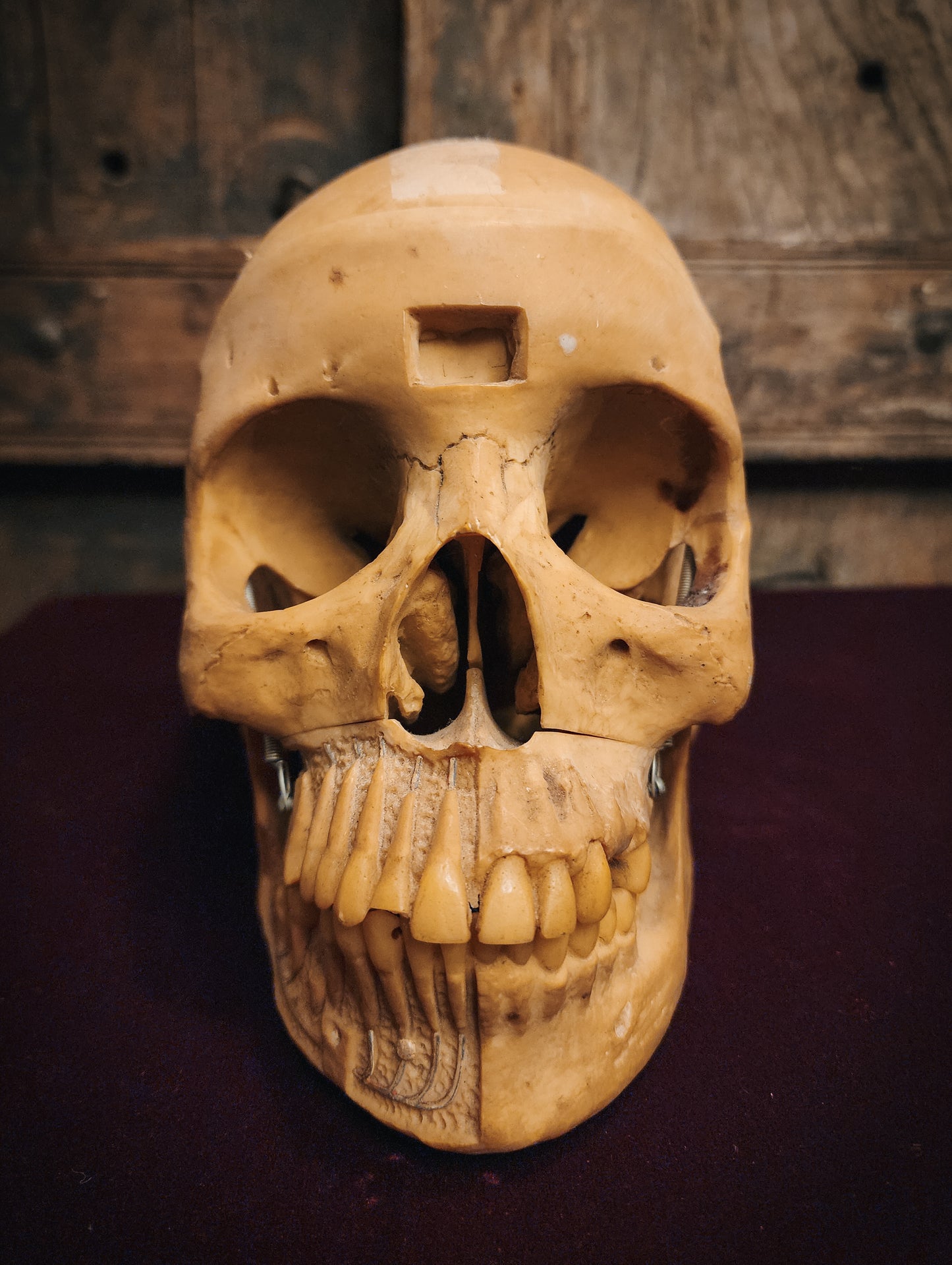 Vintage Replica Medical Skull Model