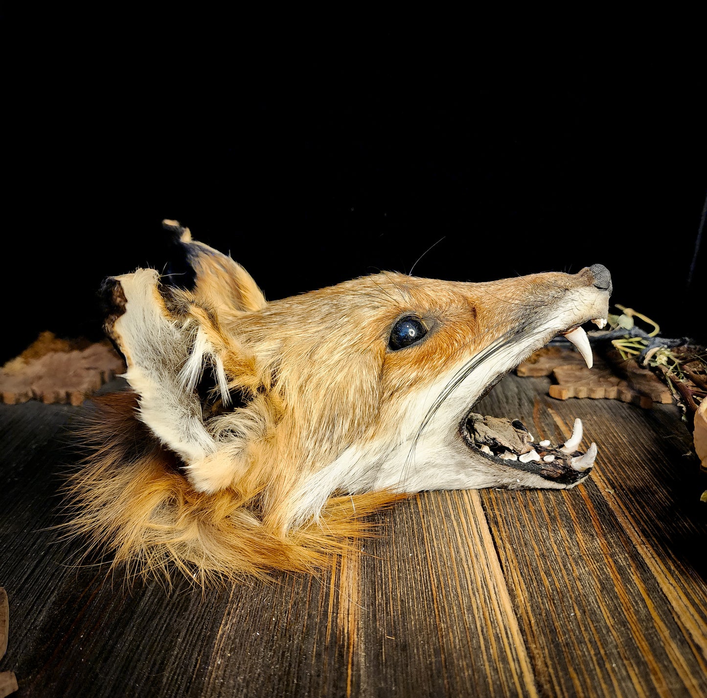 Mummified Fox Head