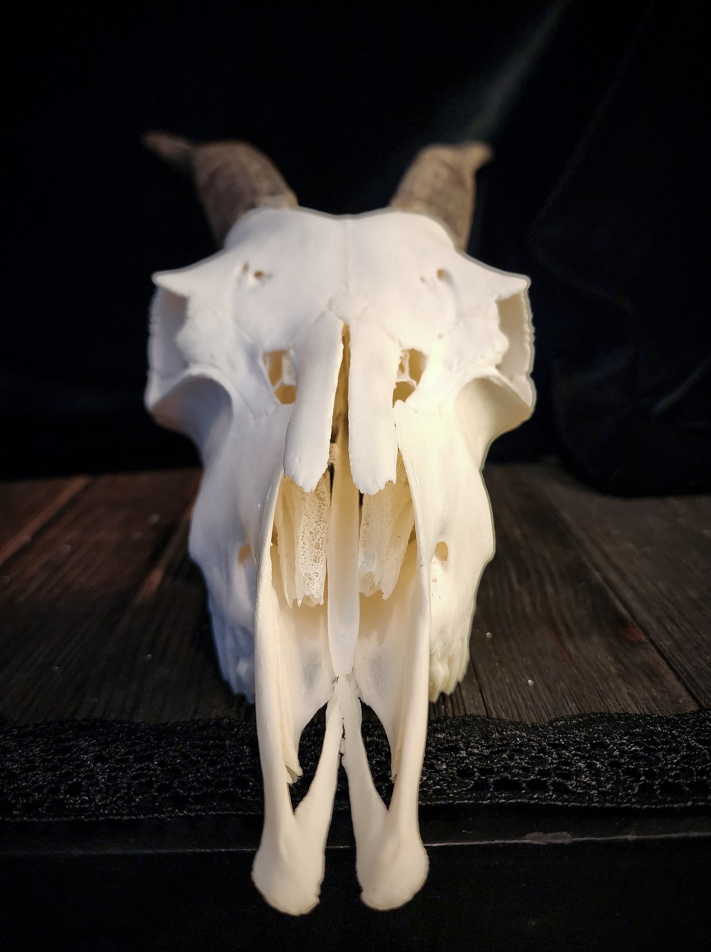 Goat Skull, Real Bone