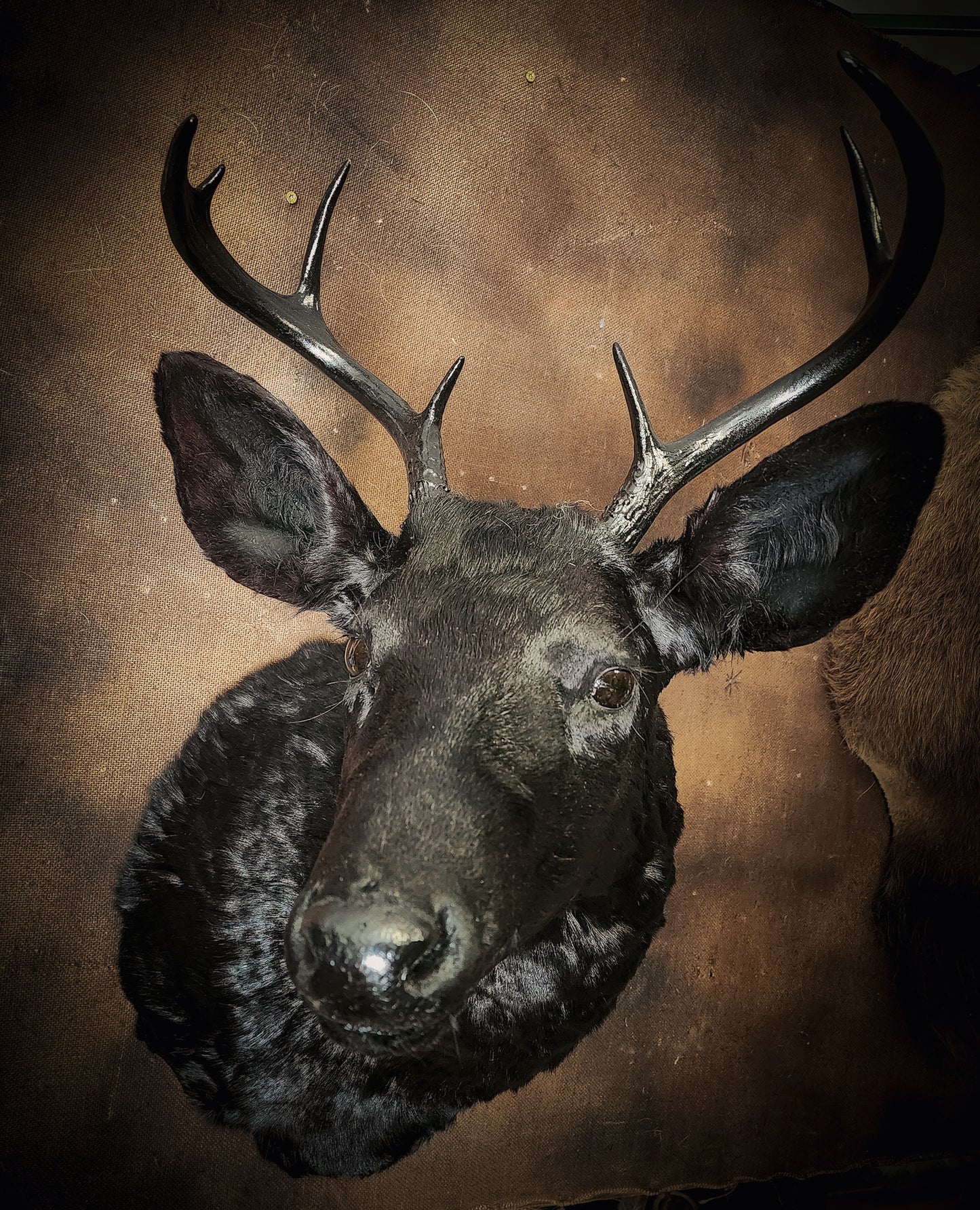 Black Deer Taxidermy Mount