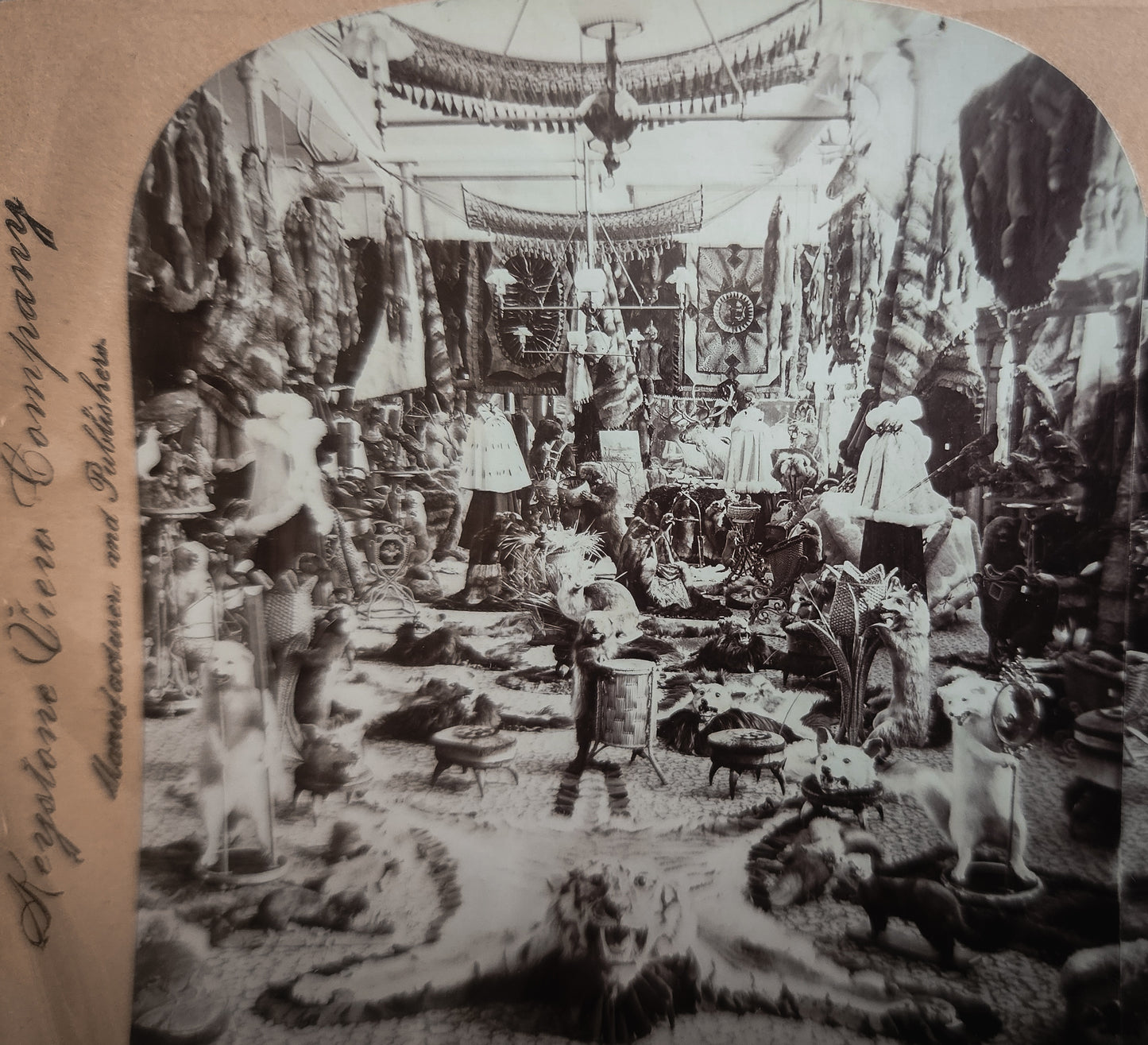1899 Fur Parlor Stereoview Photo