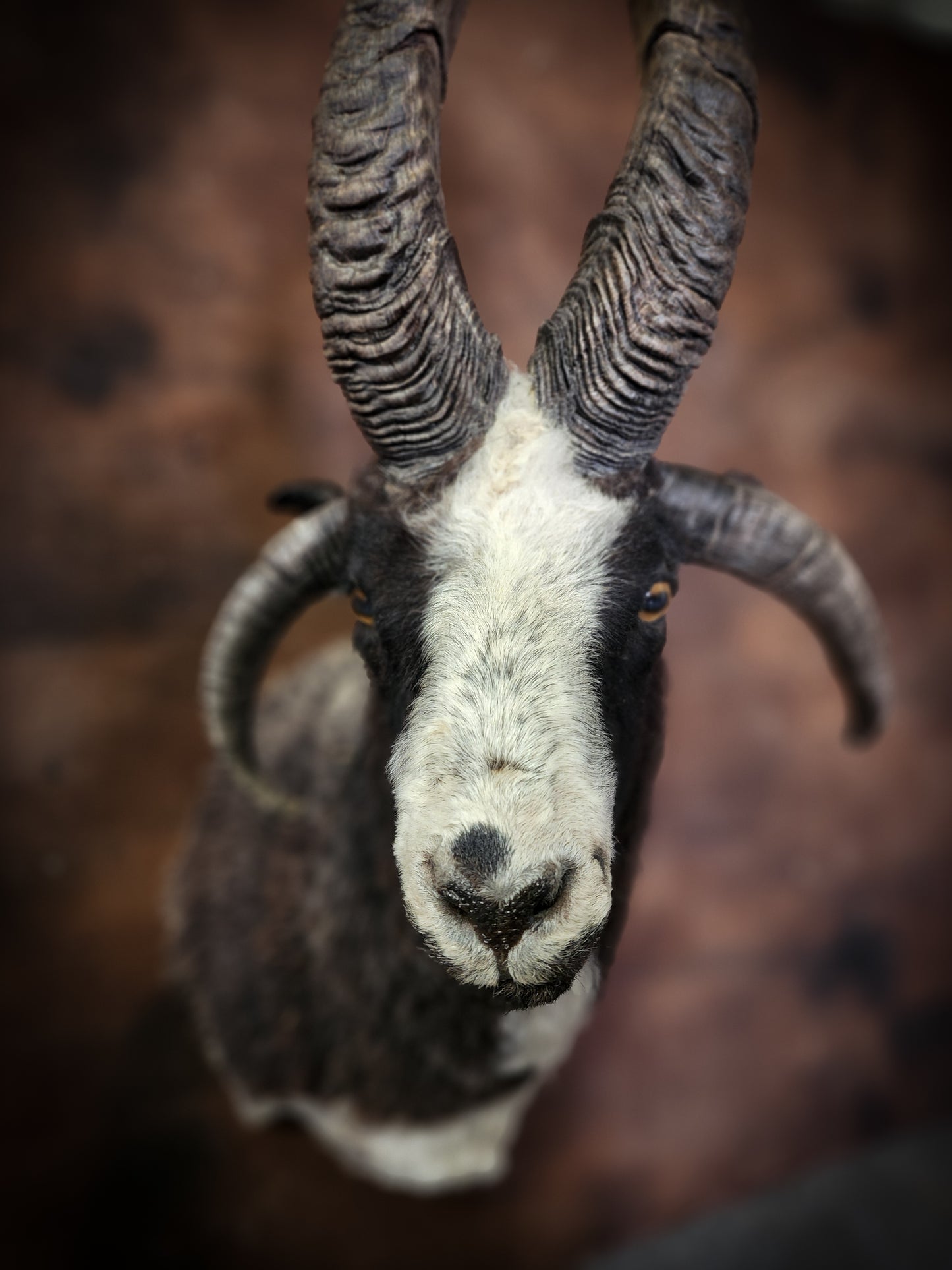 Jacob Sheep Shoulder Mount