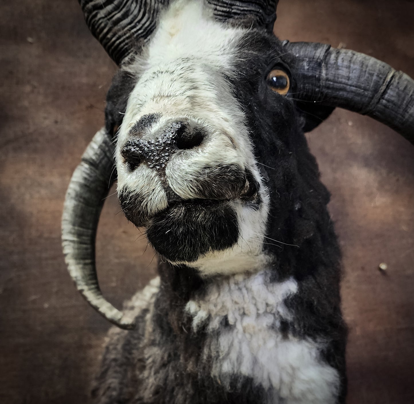 Jacob Sheep Shoulder Mount