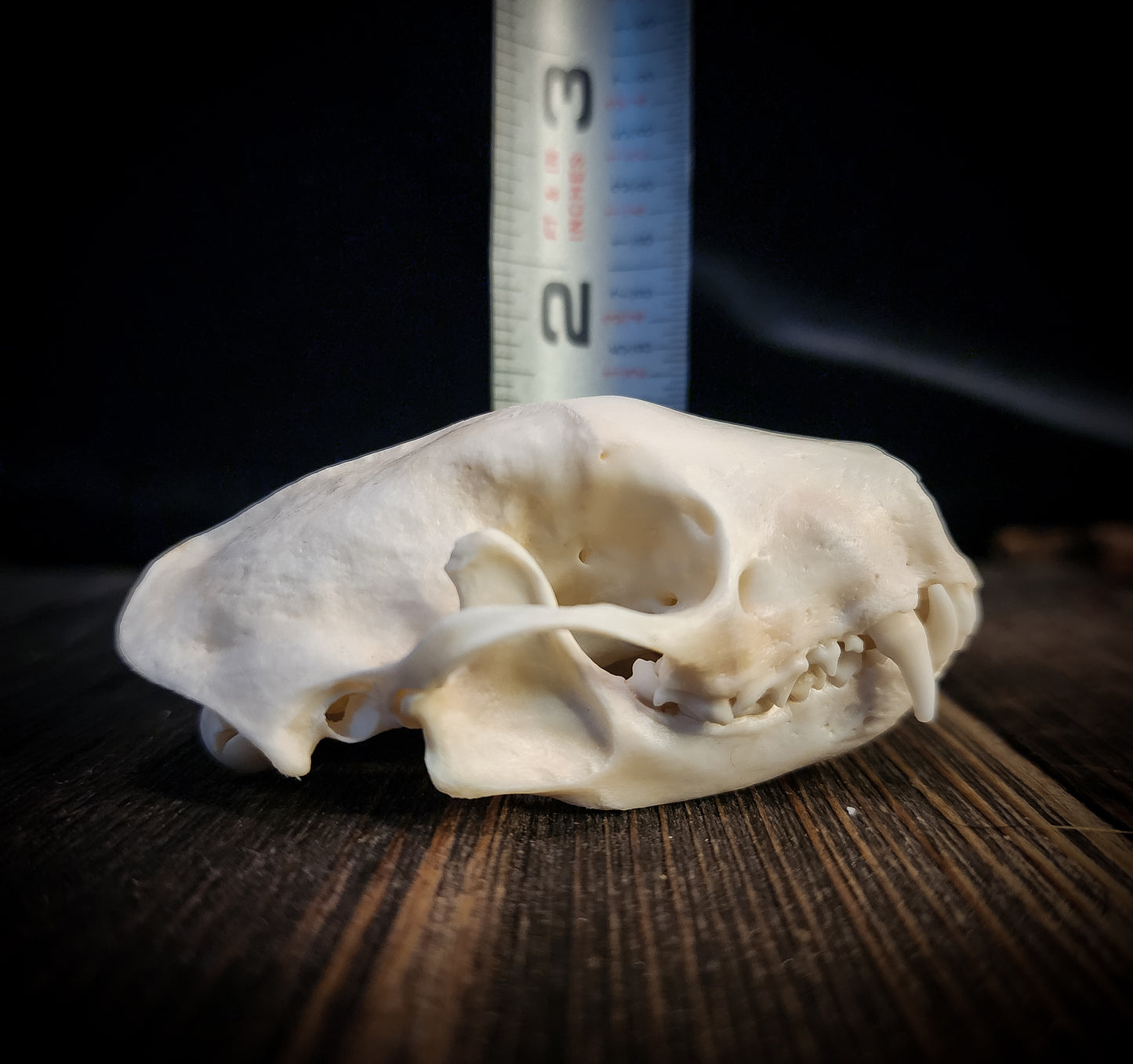 Skunk Skull, Real Bone