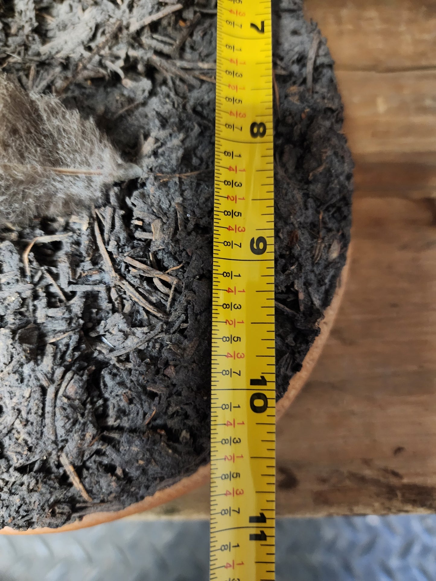 Coyote Shoulder Mount